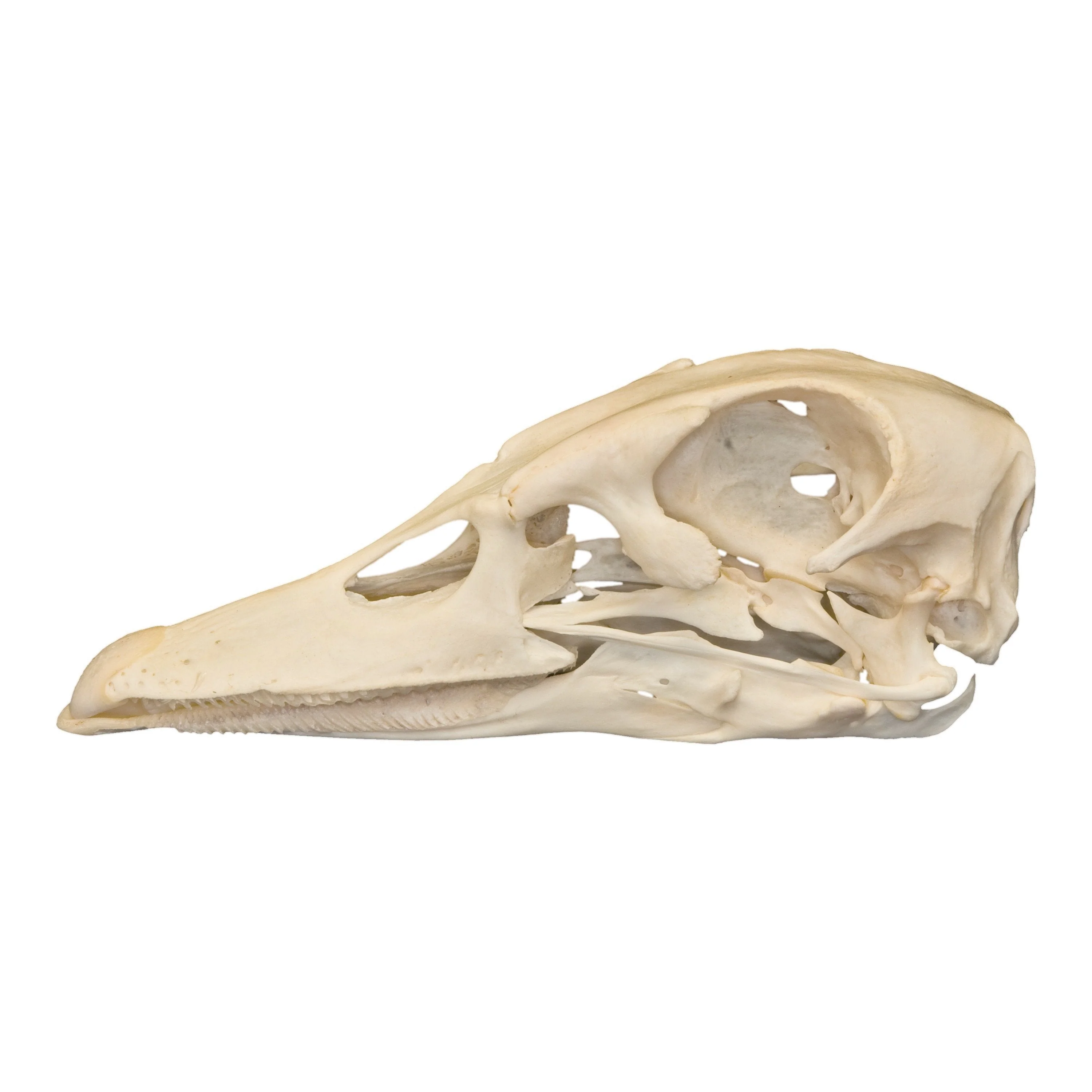 Real Domestic Duck Skull - Image 4