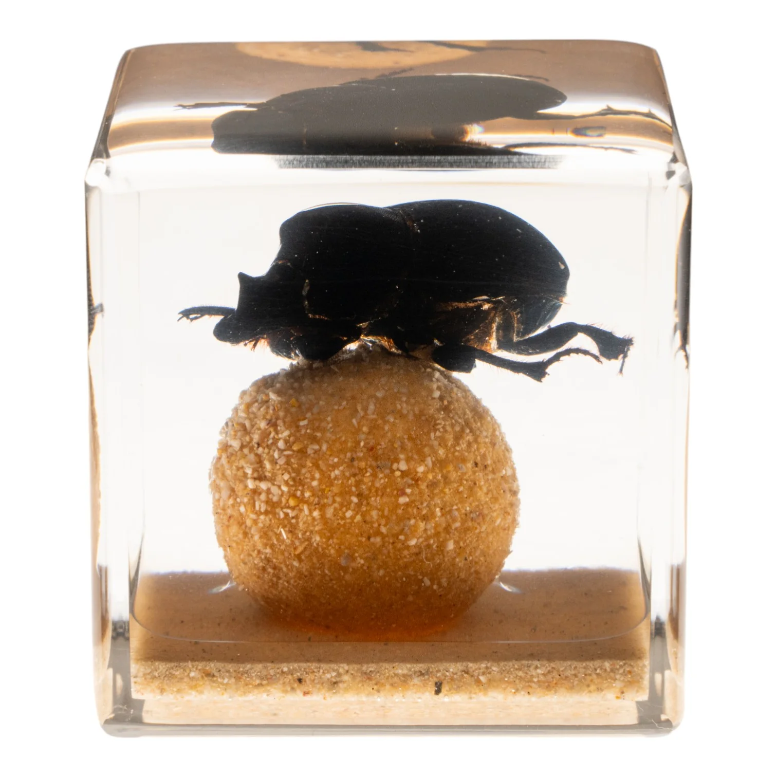 Real Dung Beetle in Acrylic Cube - Image 4