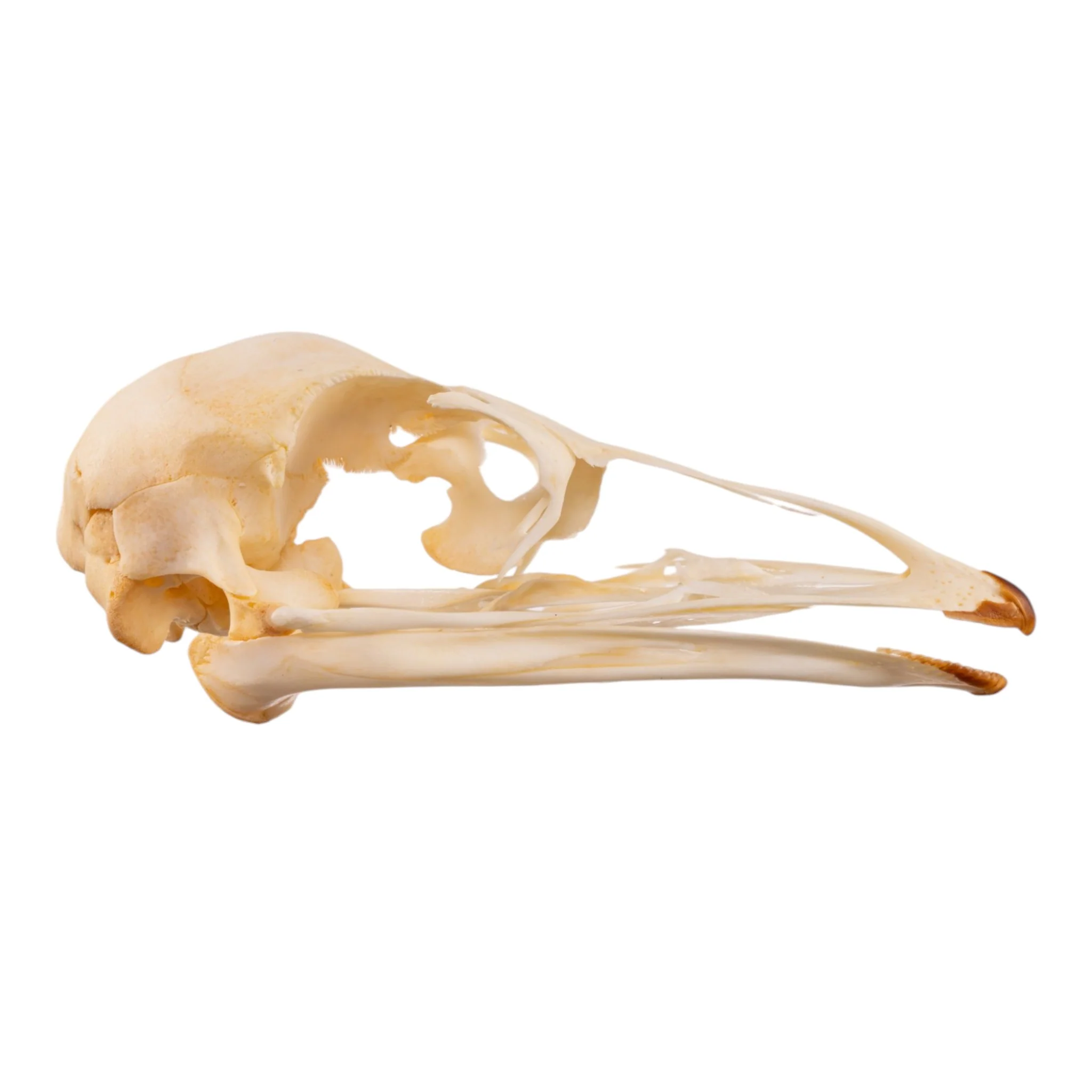Real Emu Skull - Adolescent - Image 2