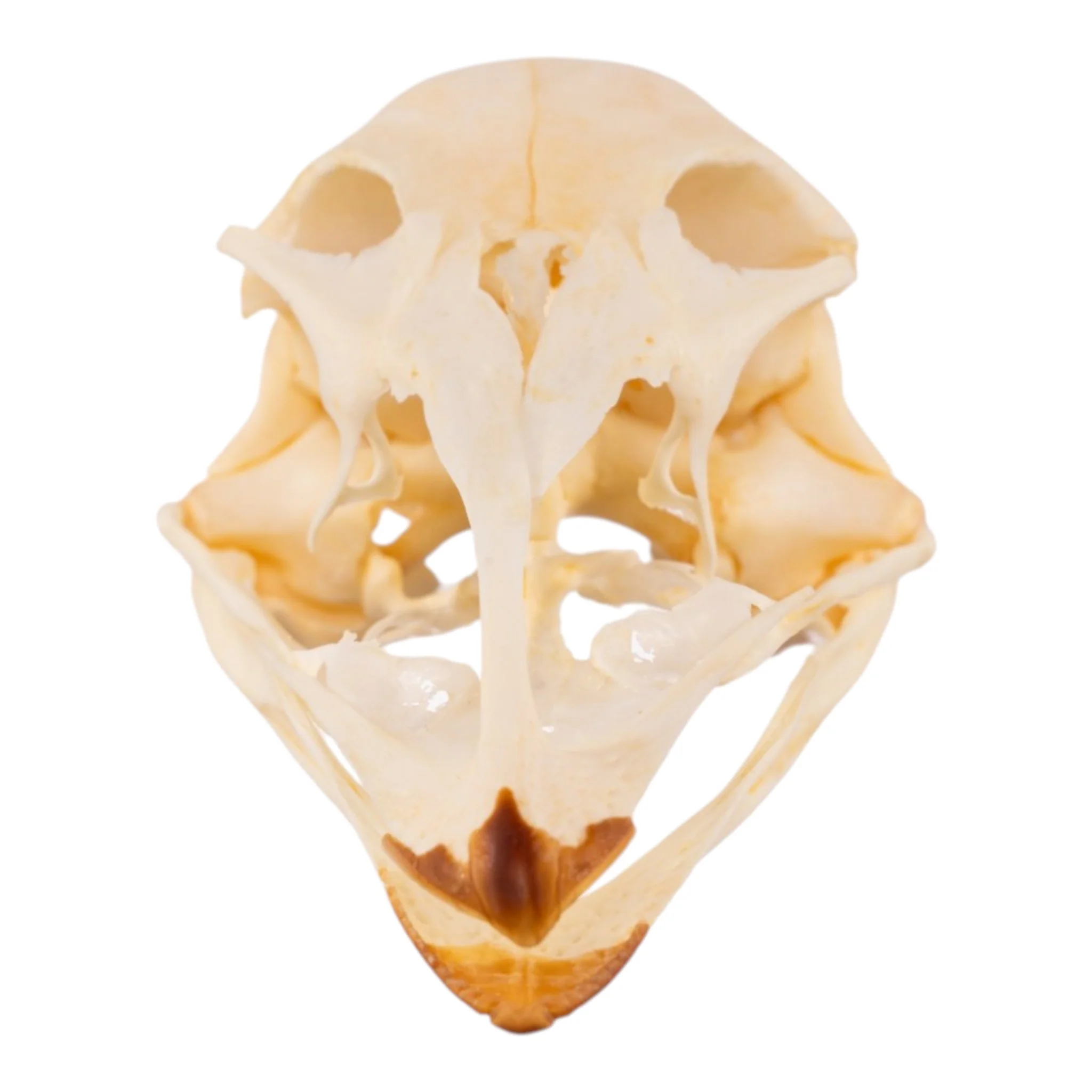 Real Emu Skull - Adolescent - Image 3