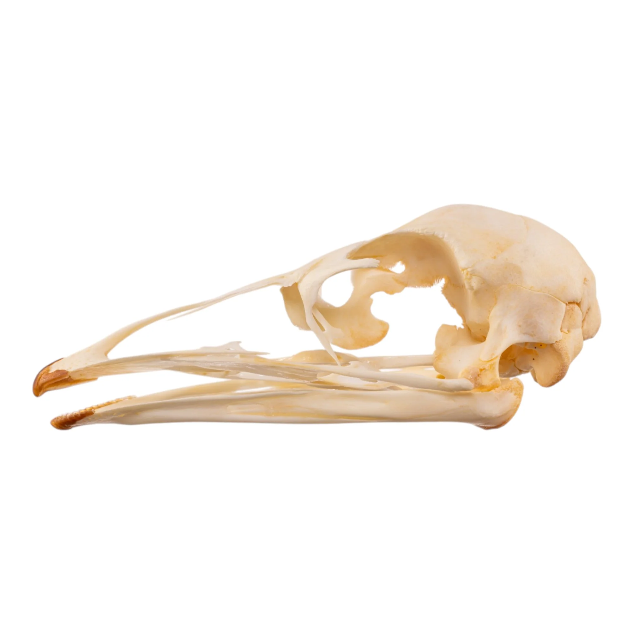 Real Emu Skull - Adolescent - Image 4