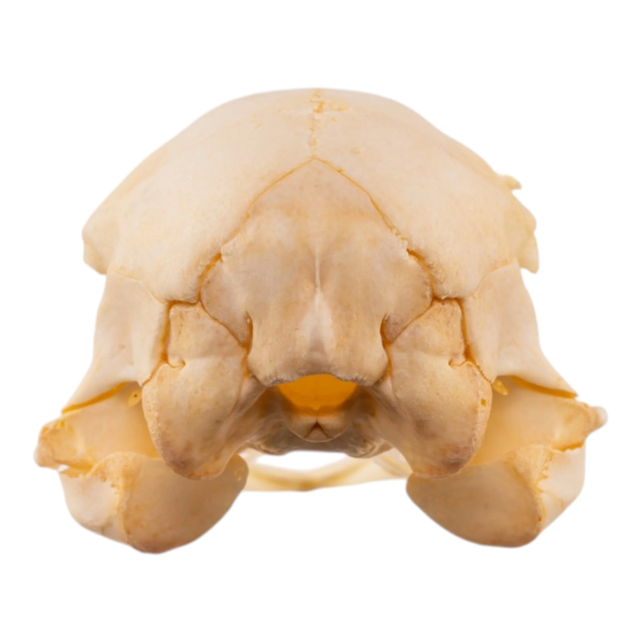 Real Emu Skull - Adolescent - Image 5