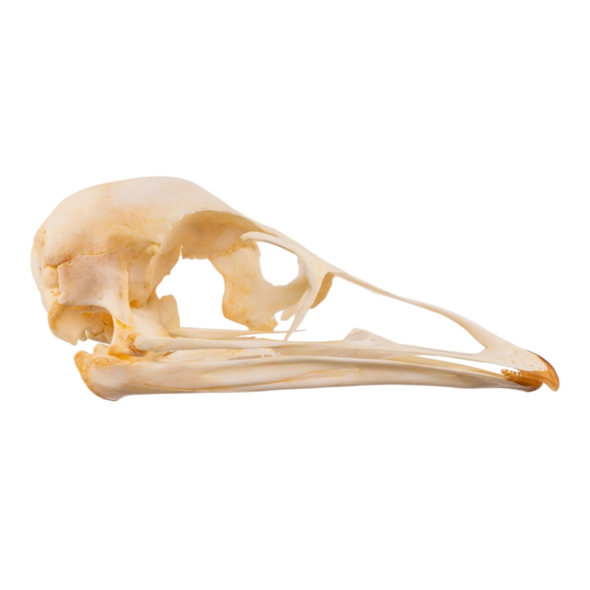 Real Emu Skull - Adolescent - Image 2