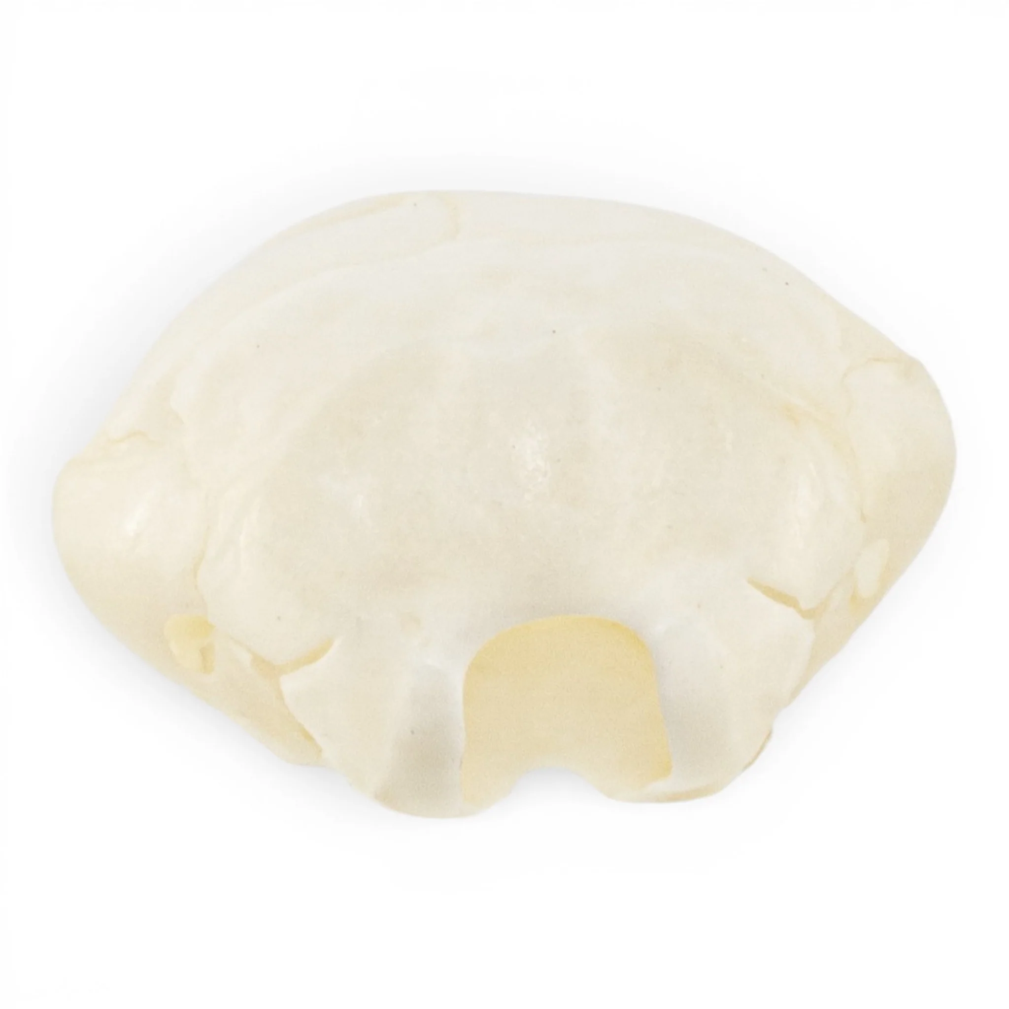 Real European Mole Skull - Image 5