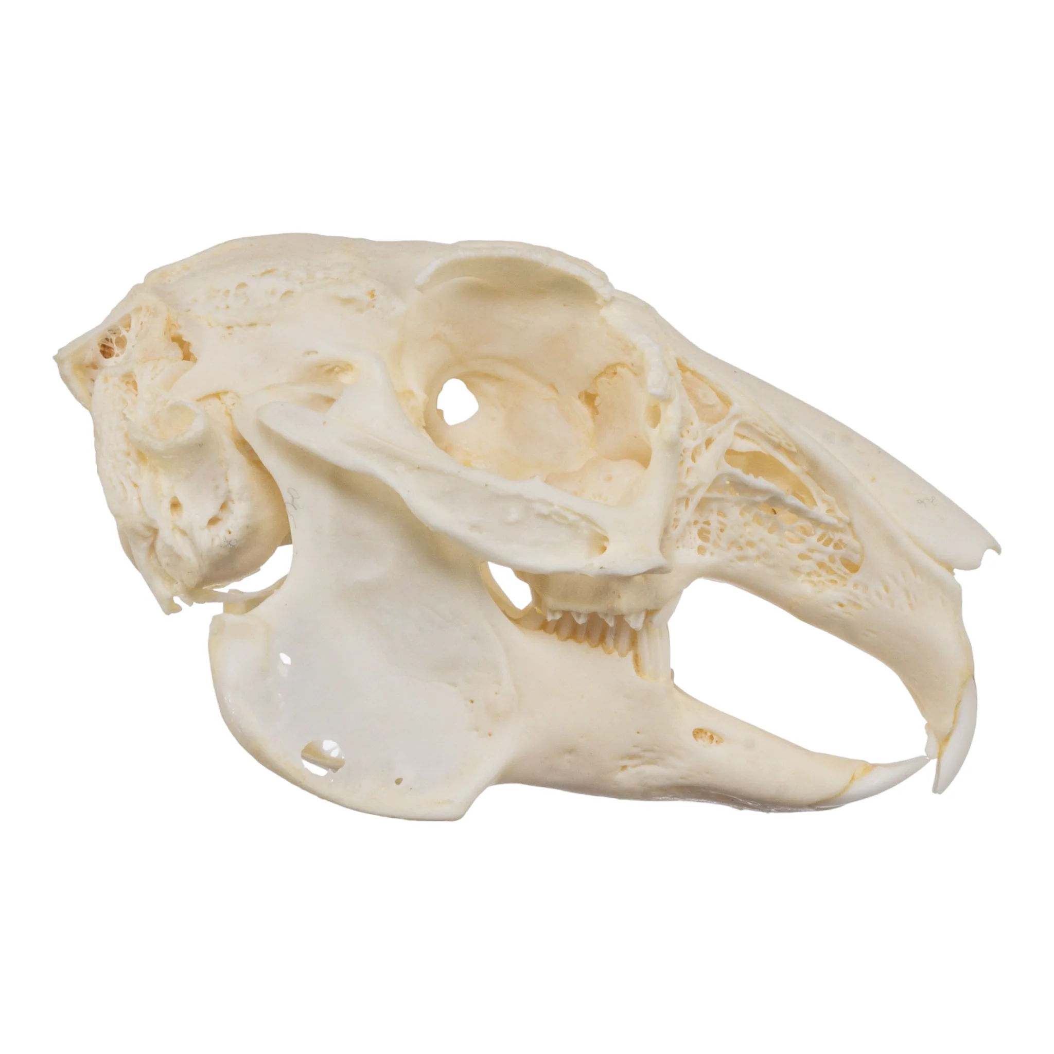 Real European Rabbit Skull - Image 2