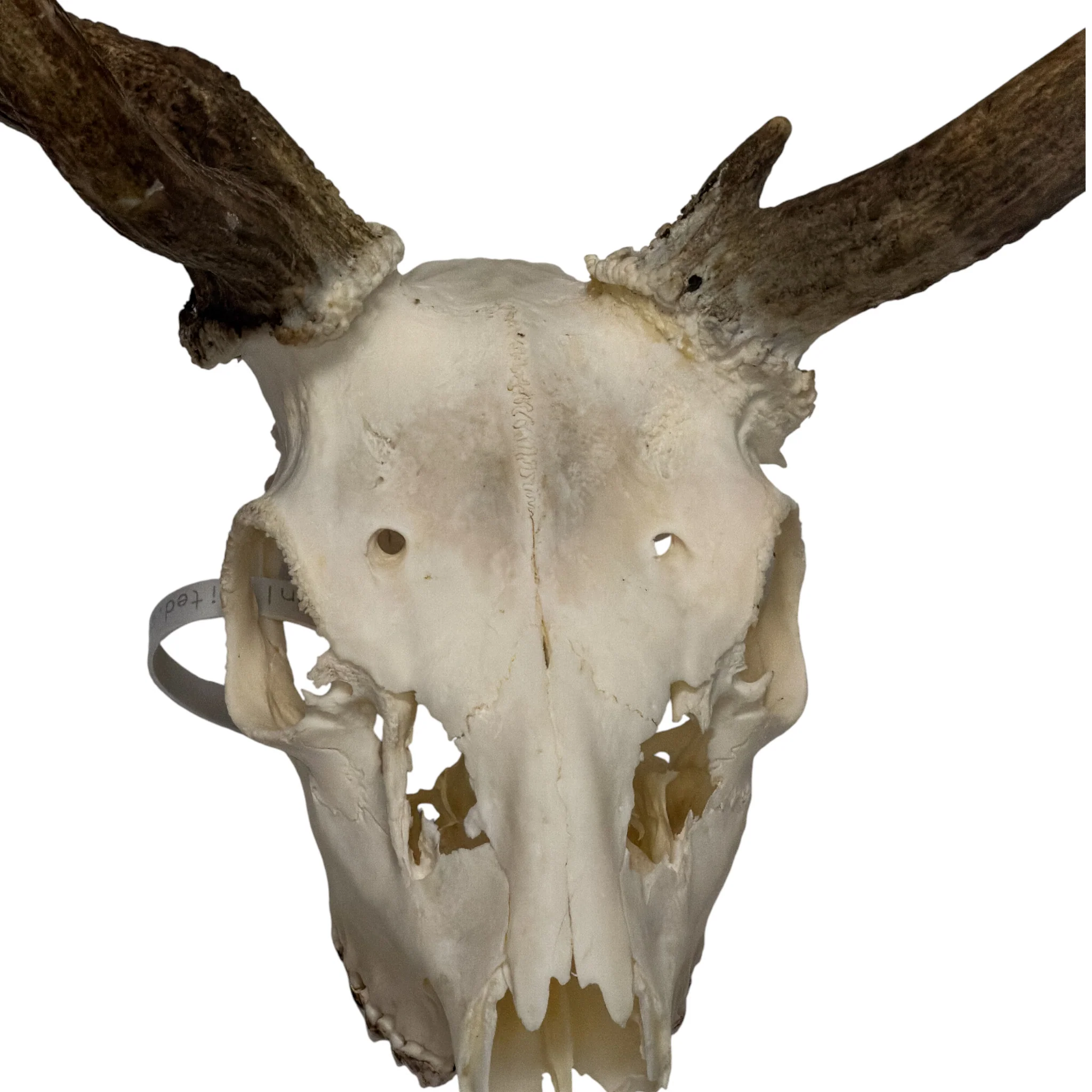 Real Fallow Deer Skull - Image 2