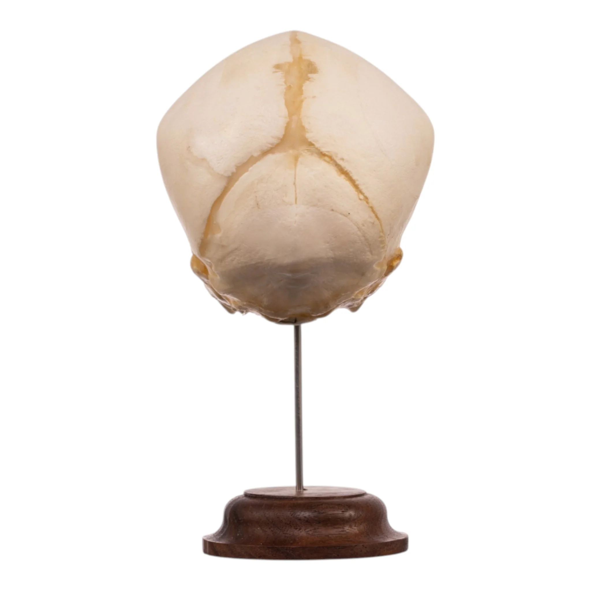 Real Fetal Human Skull on Stand - Image 5