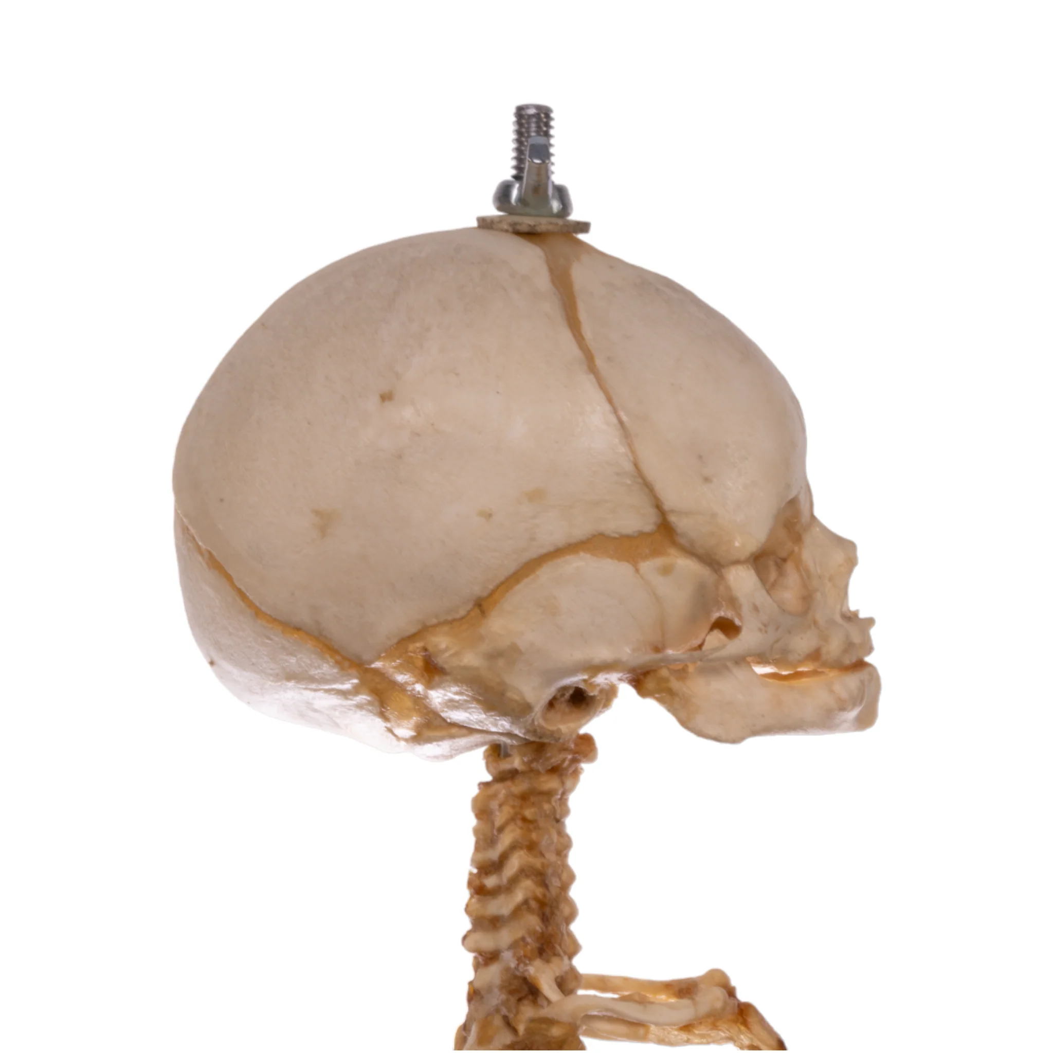 Real Research Quality Human Skeleton - Fetal - Image 6