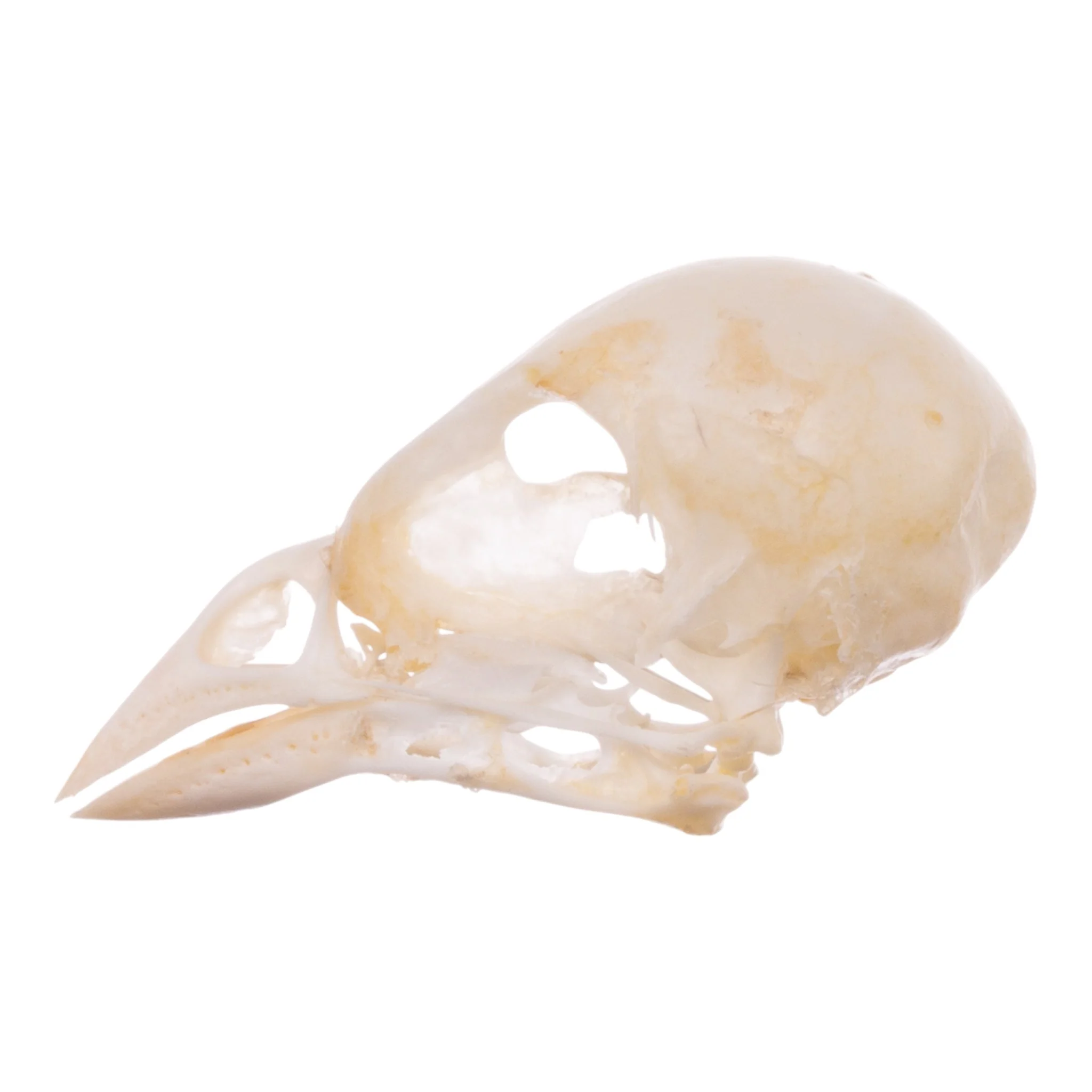 Real Finch Skull - Image 4