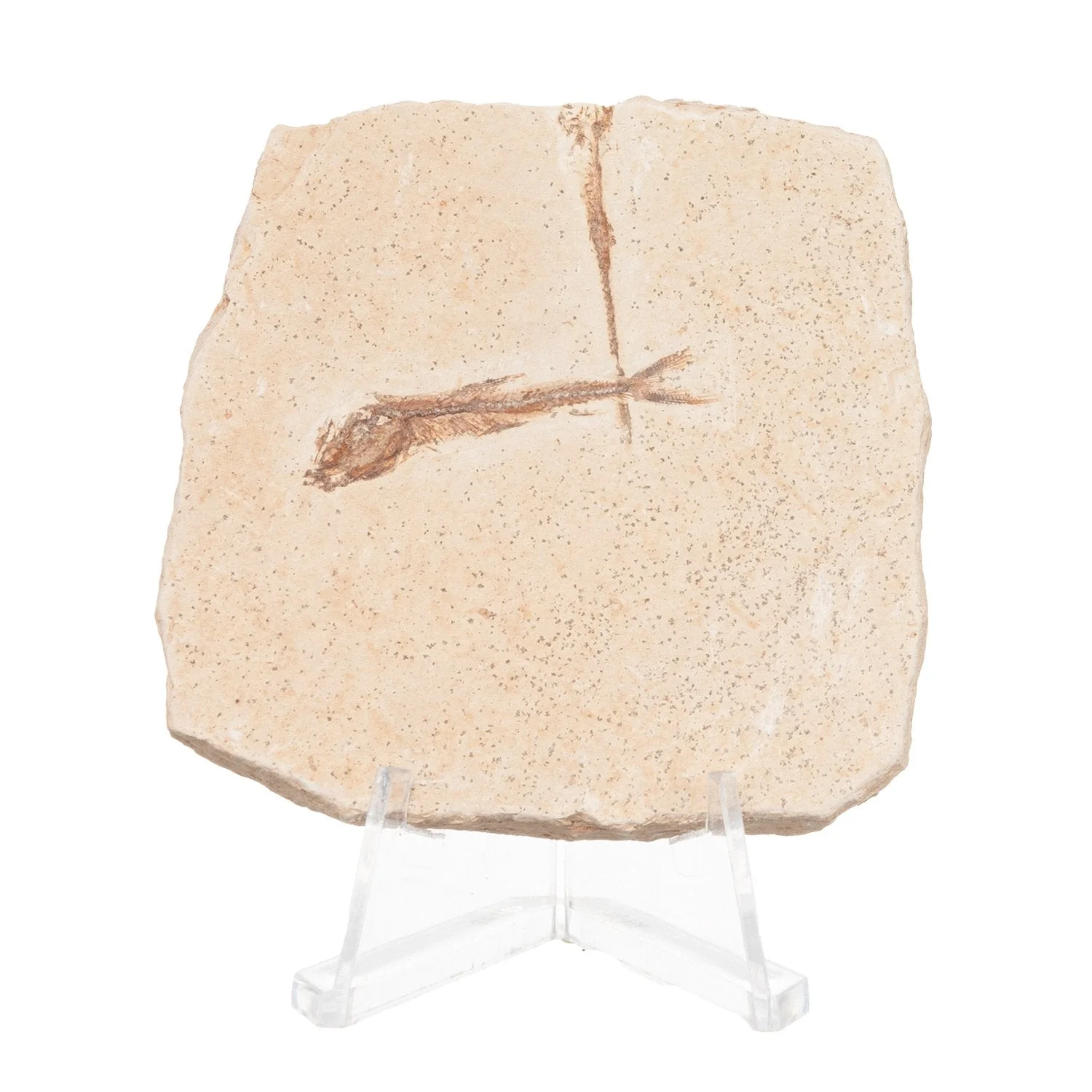 Real Fossilized Fish Slab - One Fish (Single) - Image 2