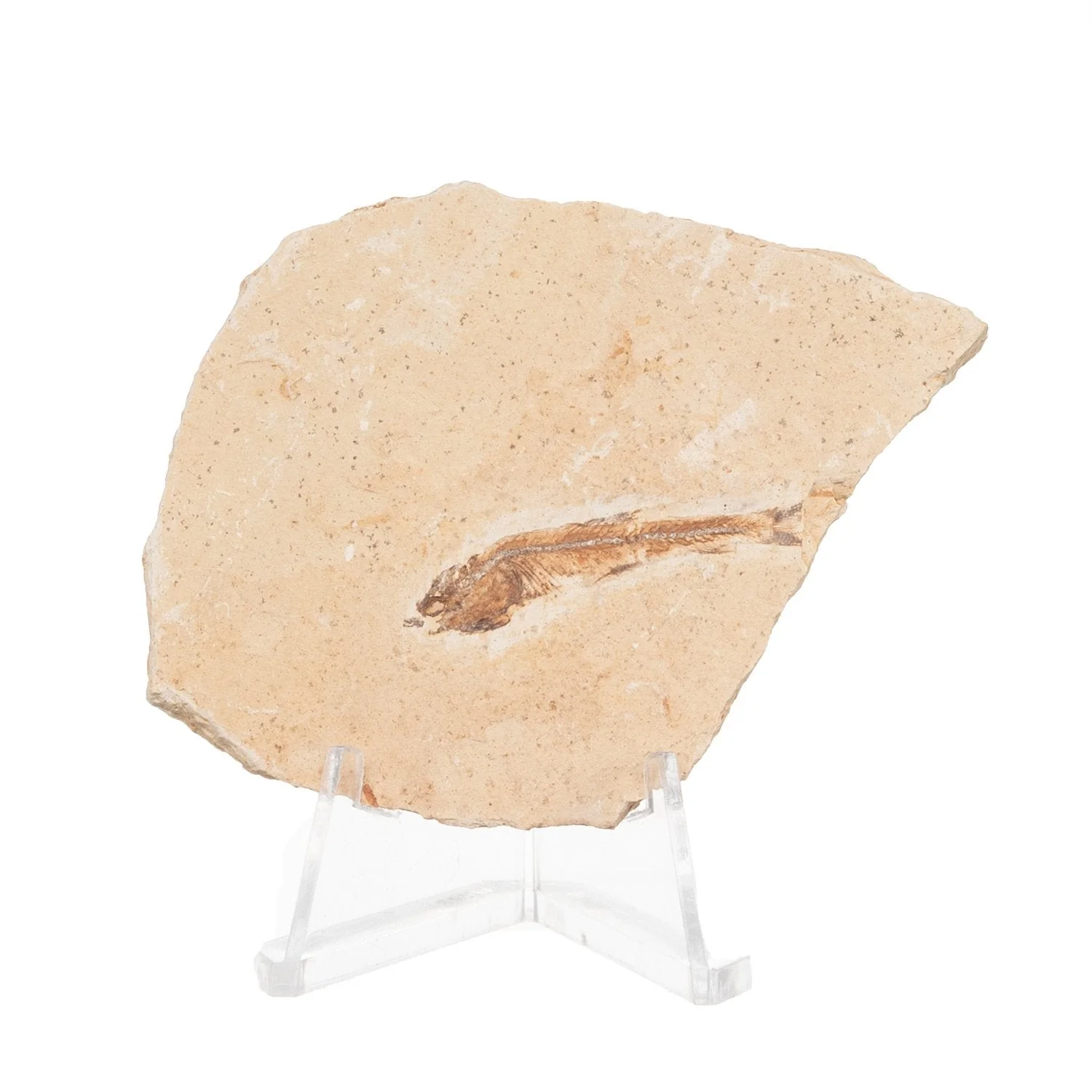Real Fossilized Fish Slab - One Fish (Single) - Image 3