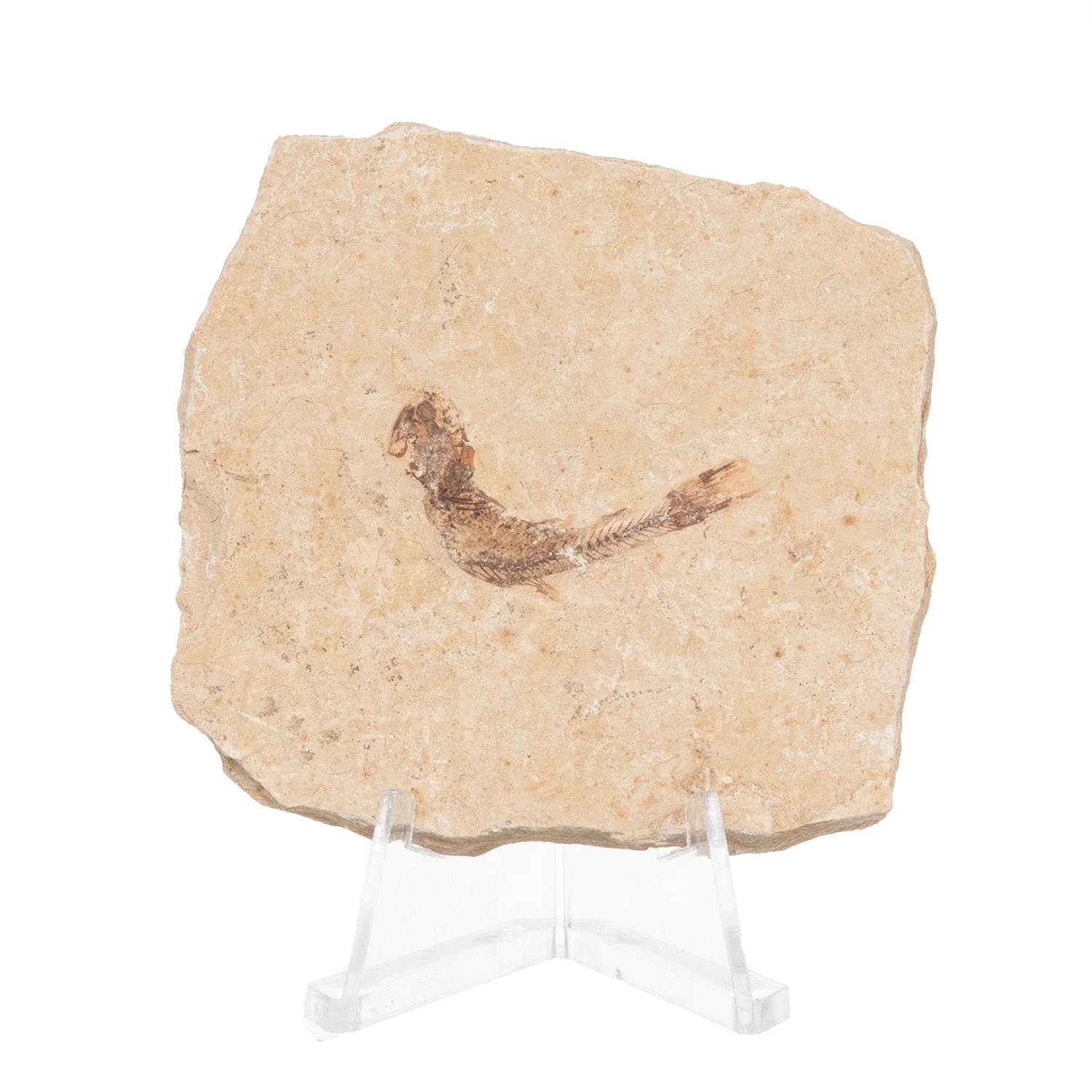 Real Fossilized Fish Slab - One Fish (Single) - Image 4