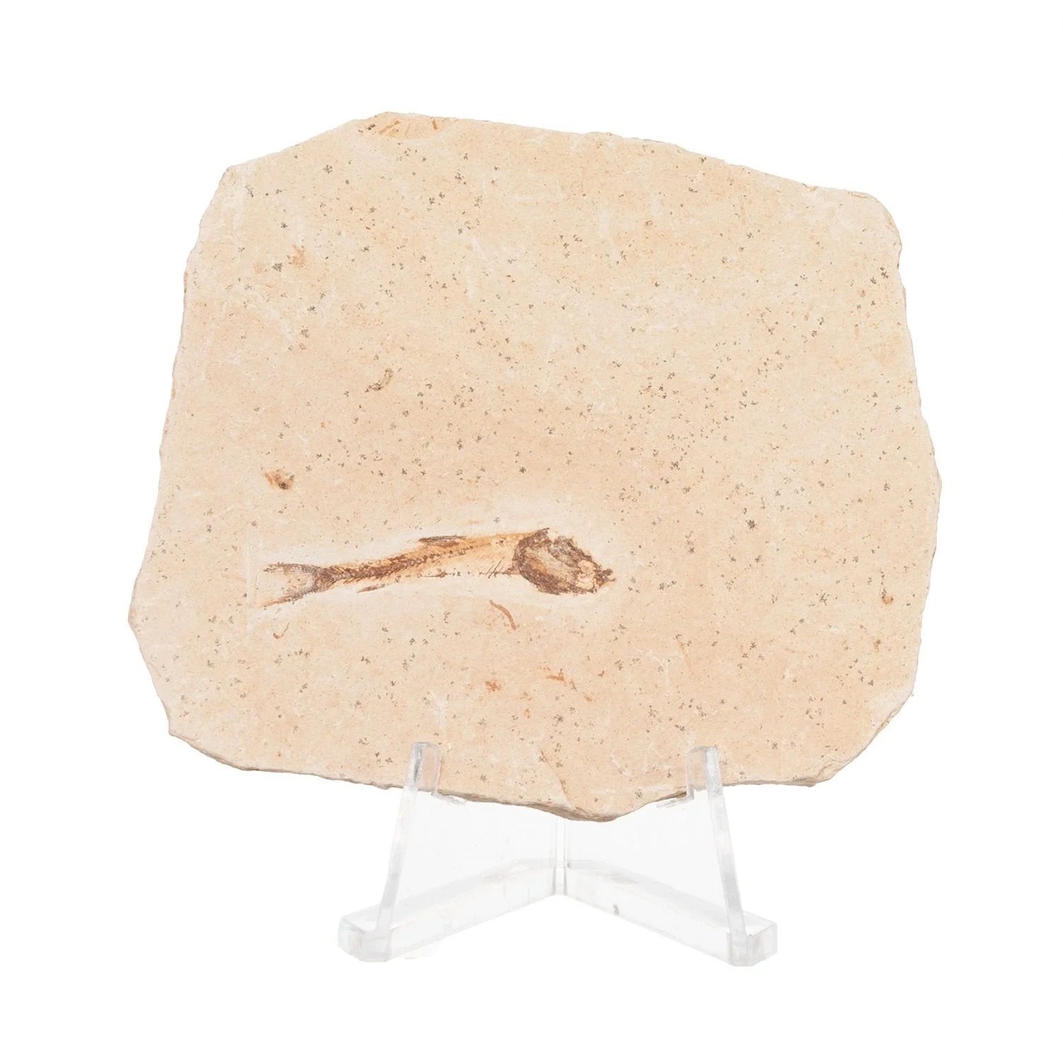 Real Fossilized Fish Slab - One Fish (Single) - Image 5