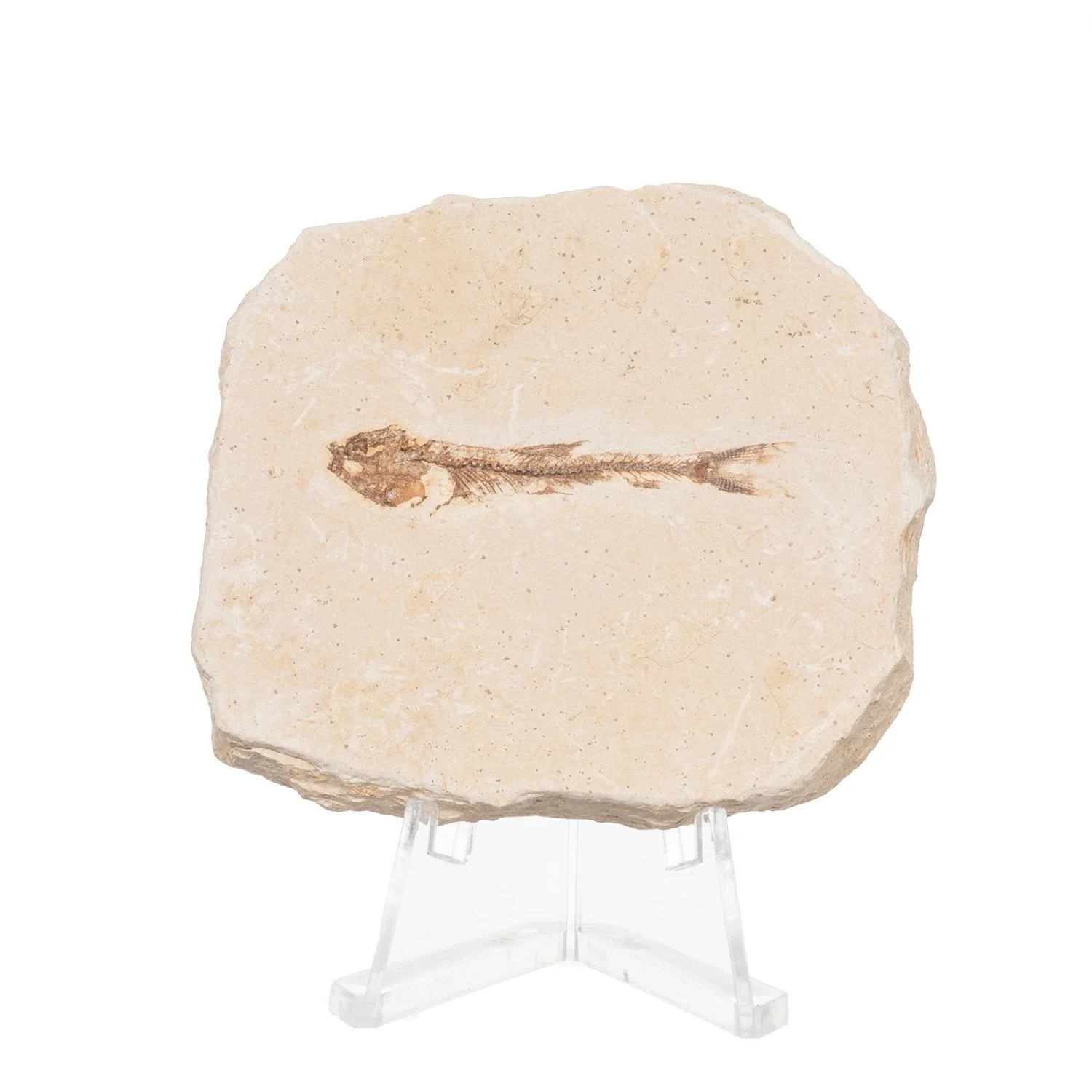 Real Fossilized Fish Slab - One Fish (Single) - Image 6