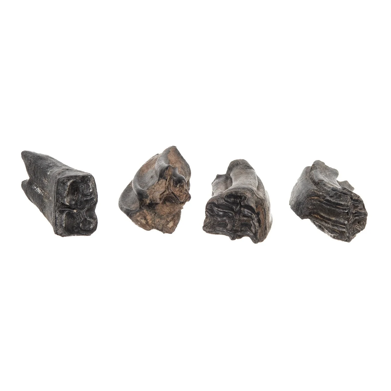 Real Fossilized Horse Tooth - Single - Image 2