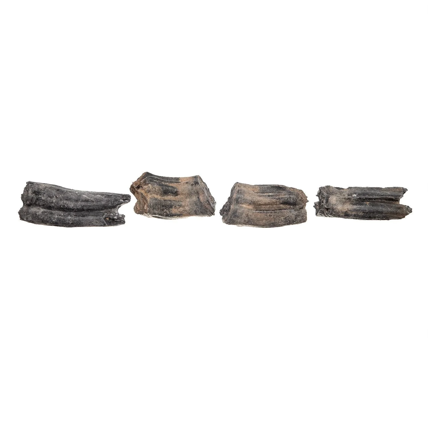 Real Fossilized Horse Tooth - Single - Image 3