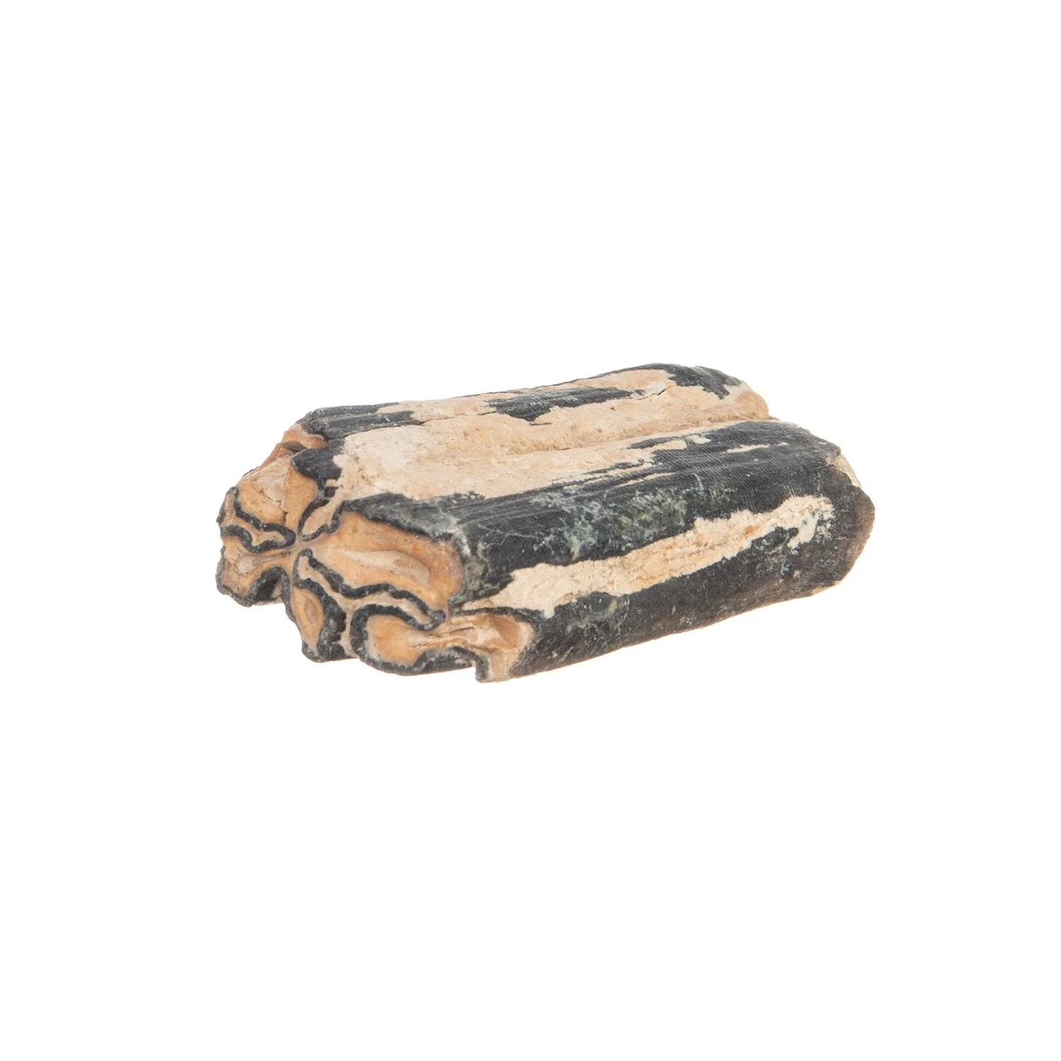Real Fossilized Horse Tooth - Single - Image 4