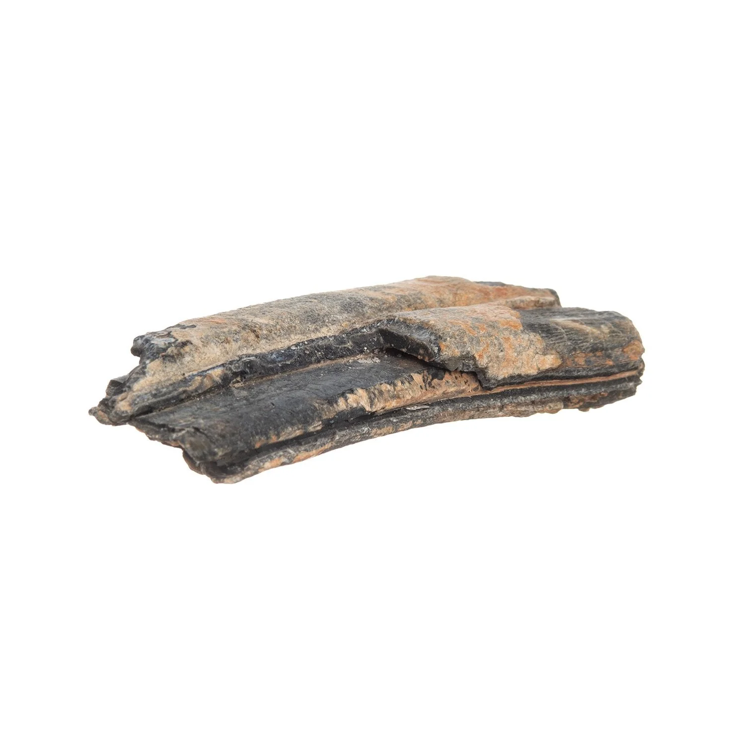 Real Fossilized Horse Tooth - Single - Image 5