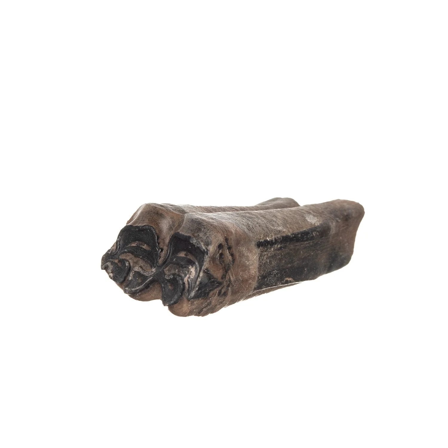 Real Fossilized Horse Tooth - Single - Image 6