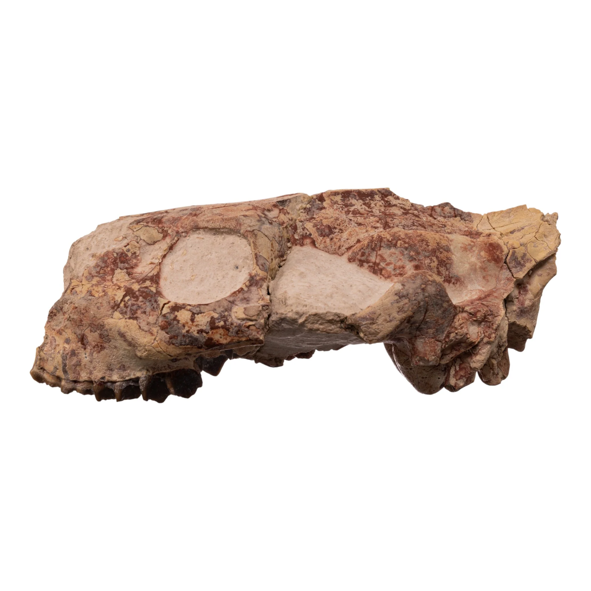Real Partial Fossilized Oreodont Skull - Image 3
