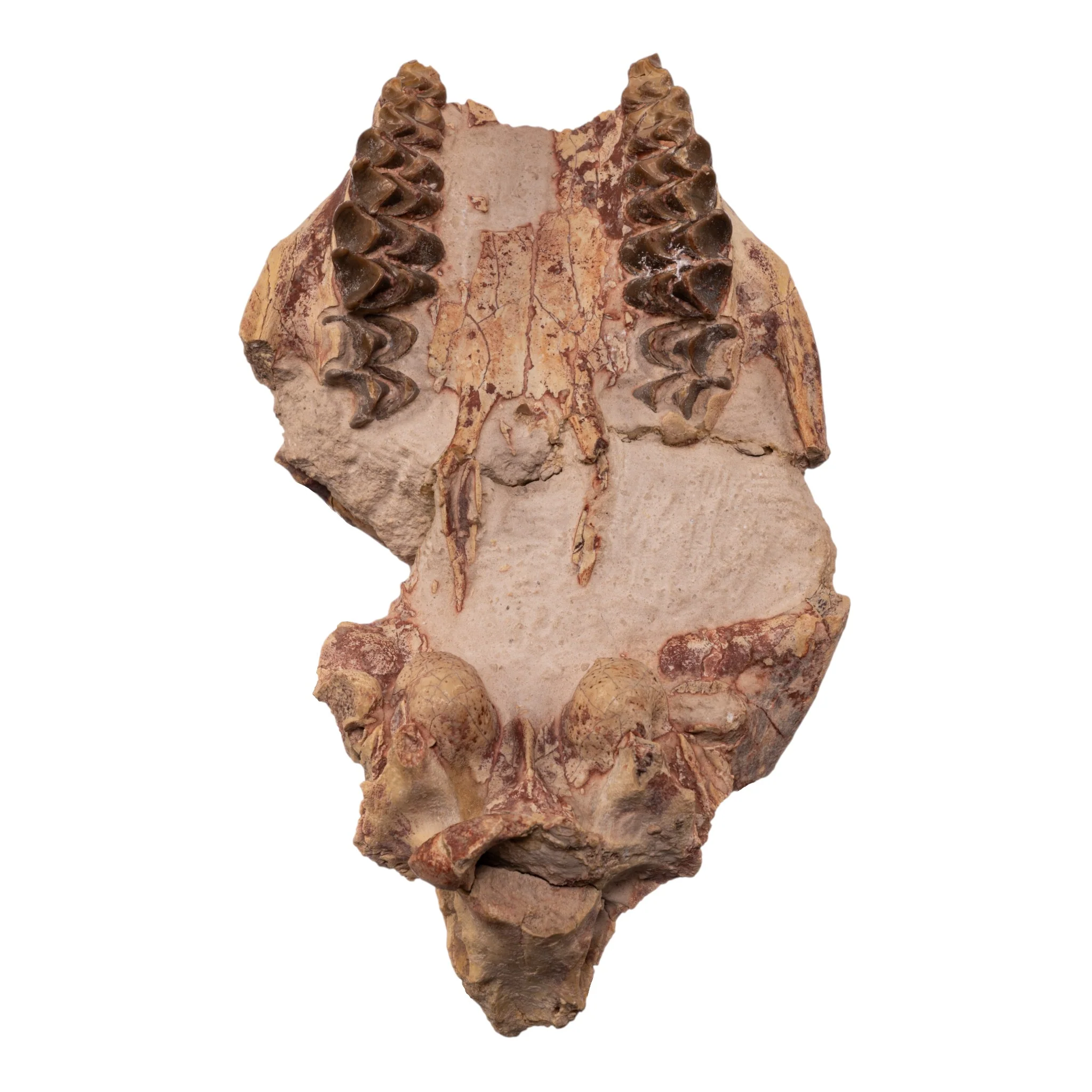 Real Partial Fossilized Oreodont Skull - Image 4