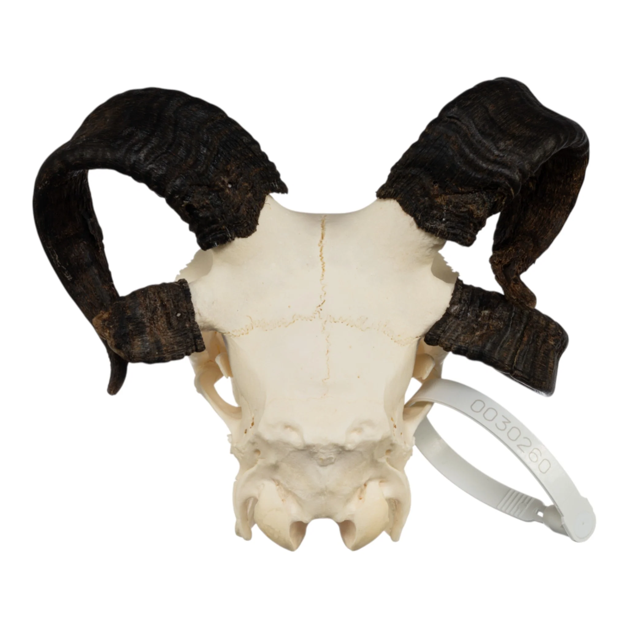 Real Four-horned Jacob Sheep Skull - Image 5