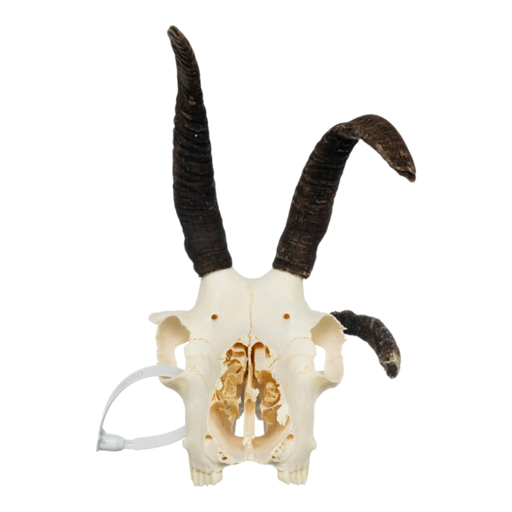 Real Four-horned Jacob Sheep Skull - Image 3