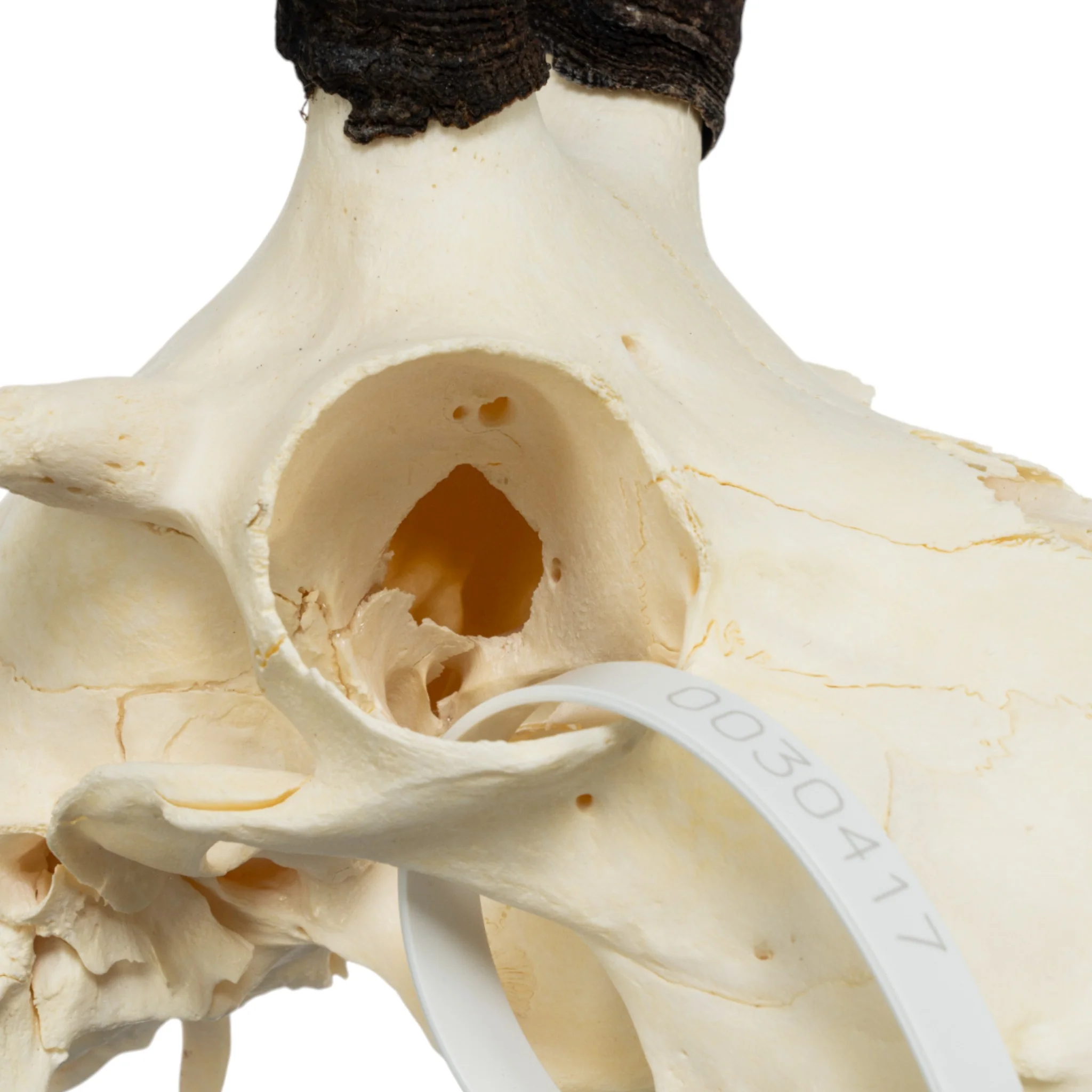 Real Four-horned Jacob Sheep Skull - Image 7