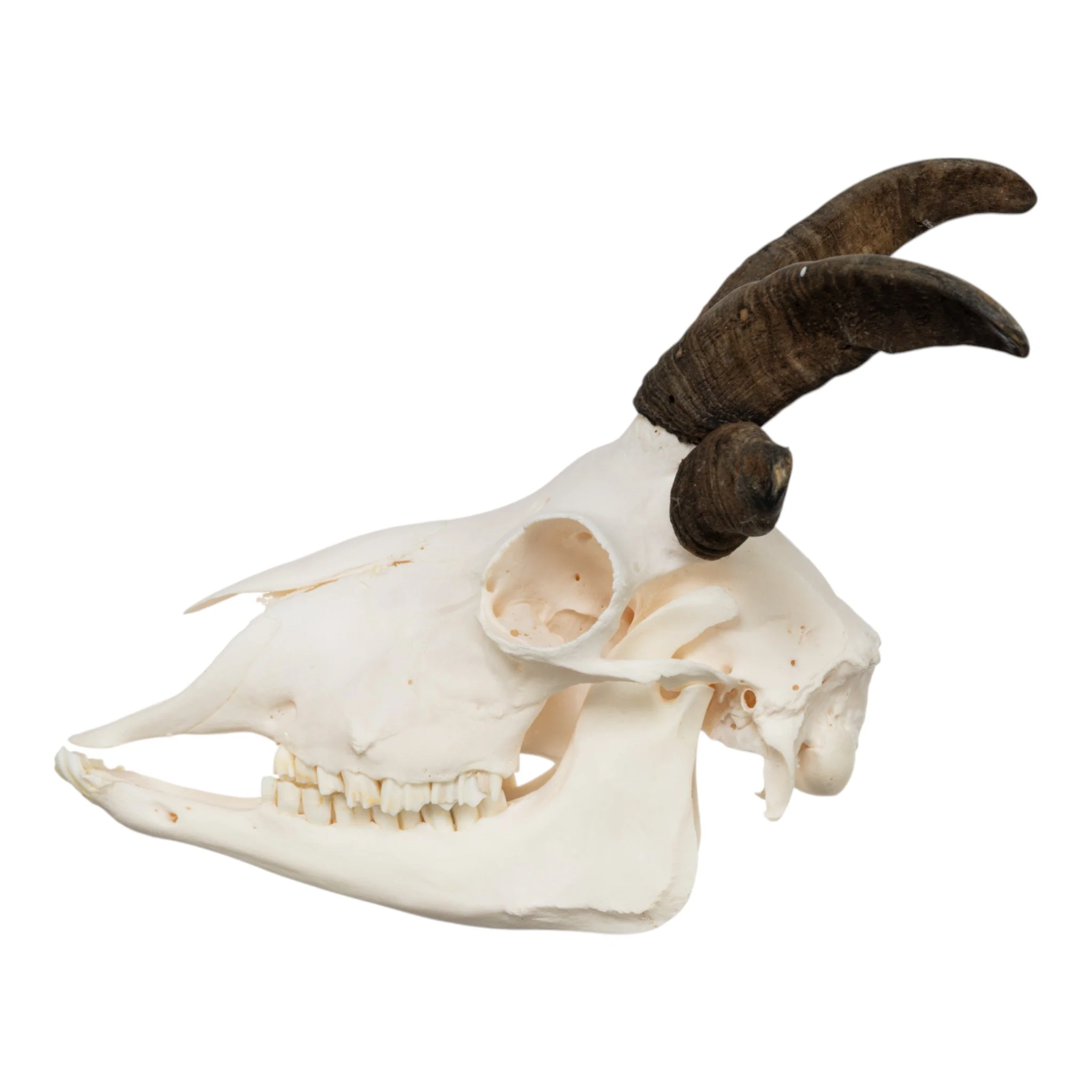 Real Four-horned Jacob Sheep Skull - Image 4