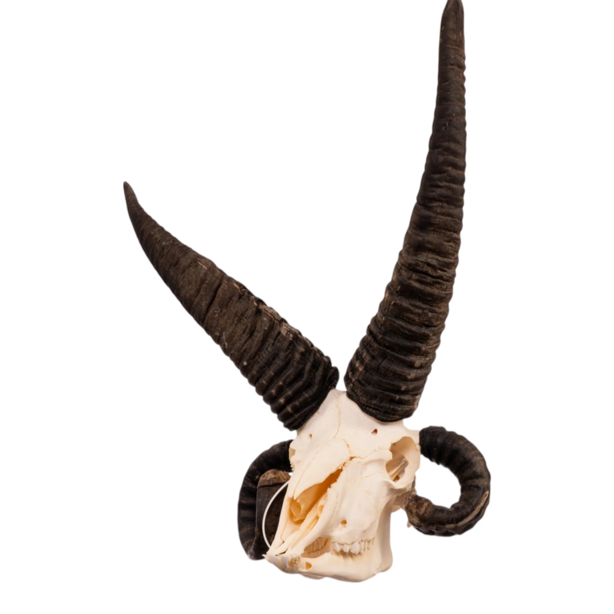 Real Four-horned Jacob Sheep Skull