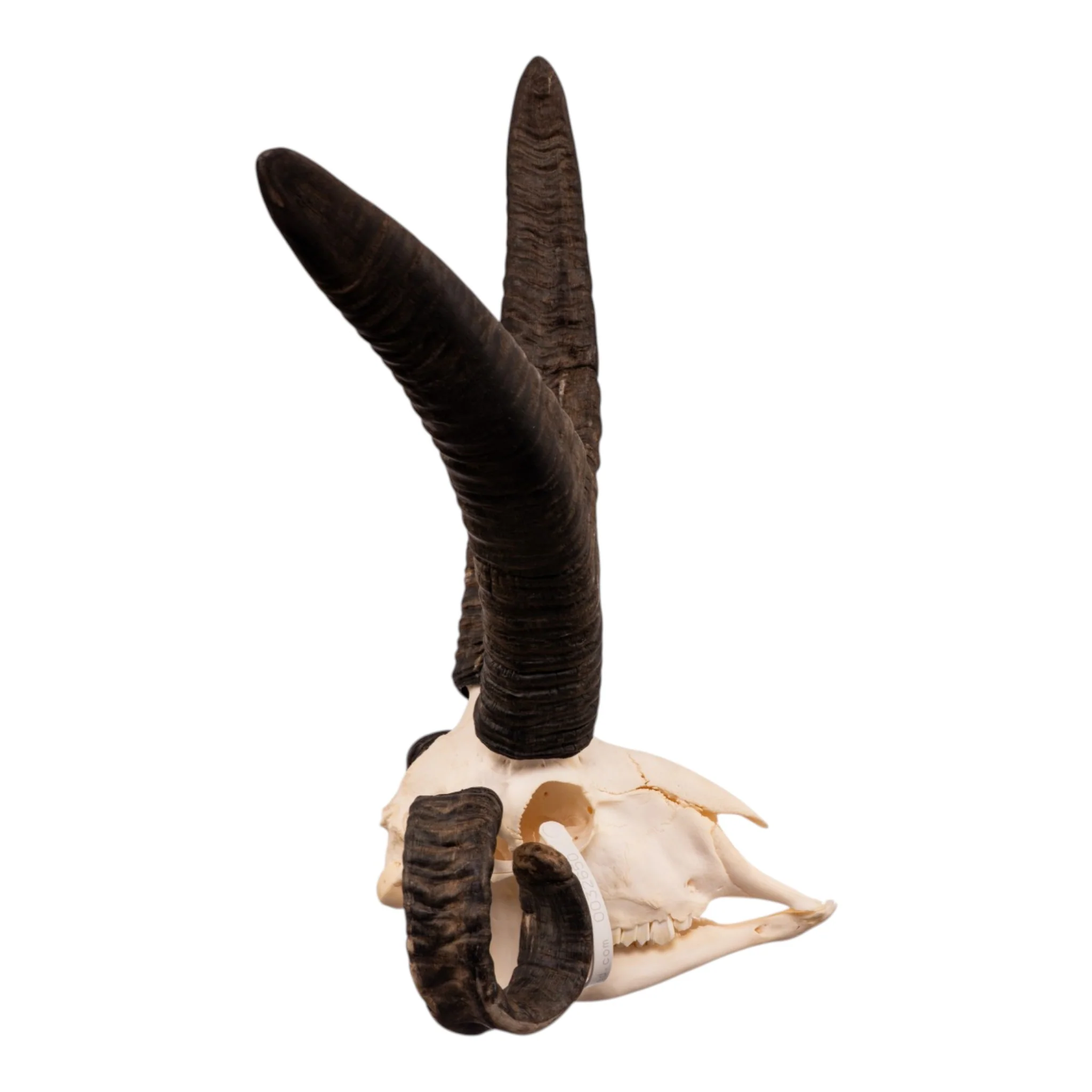 Real Four-horned Jacob Sheep Skull - Image 2