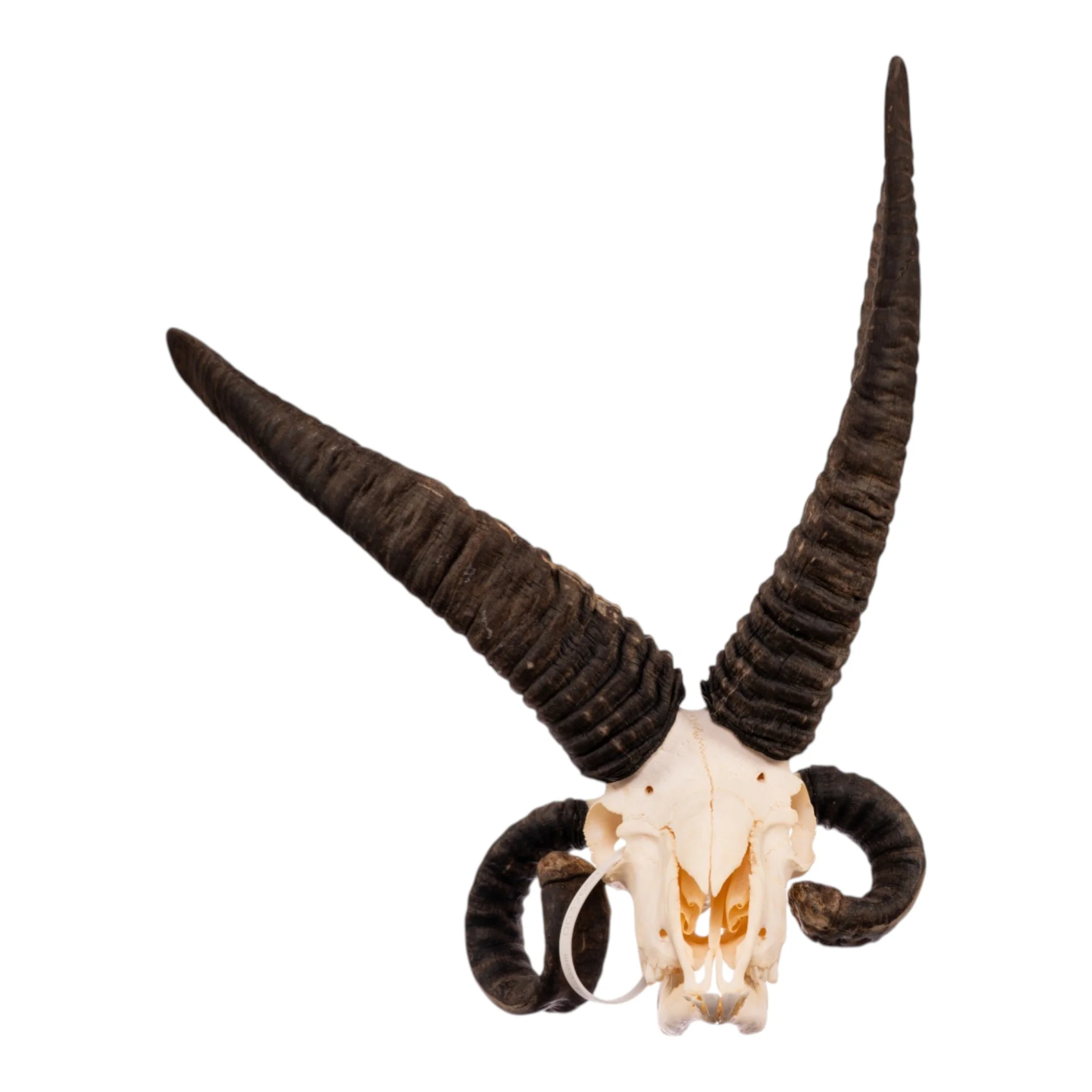 Real Four-horned Jacob Sheep Skull - Image 3
