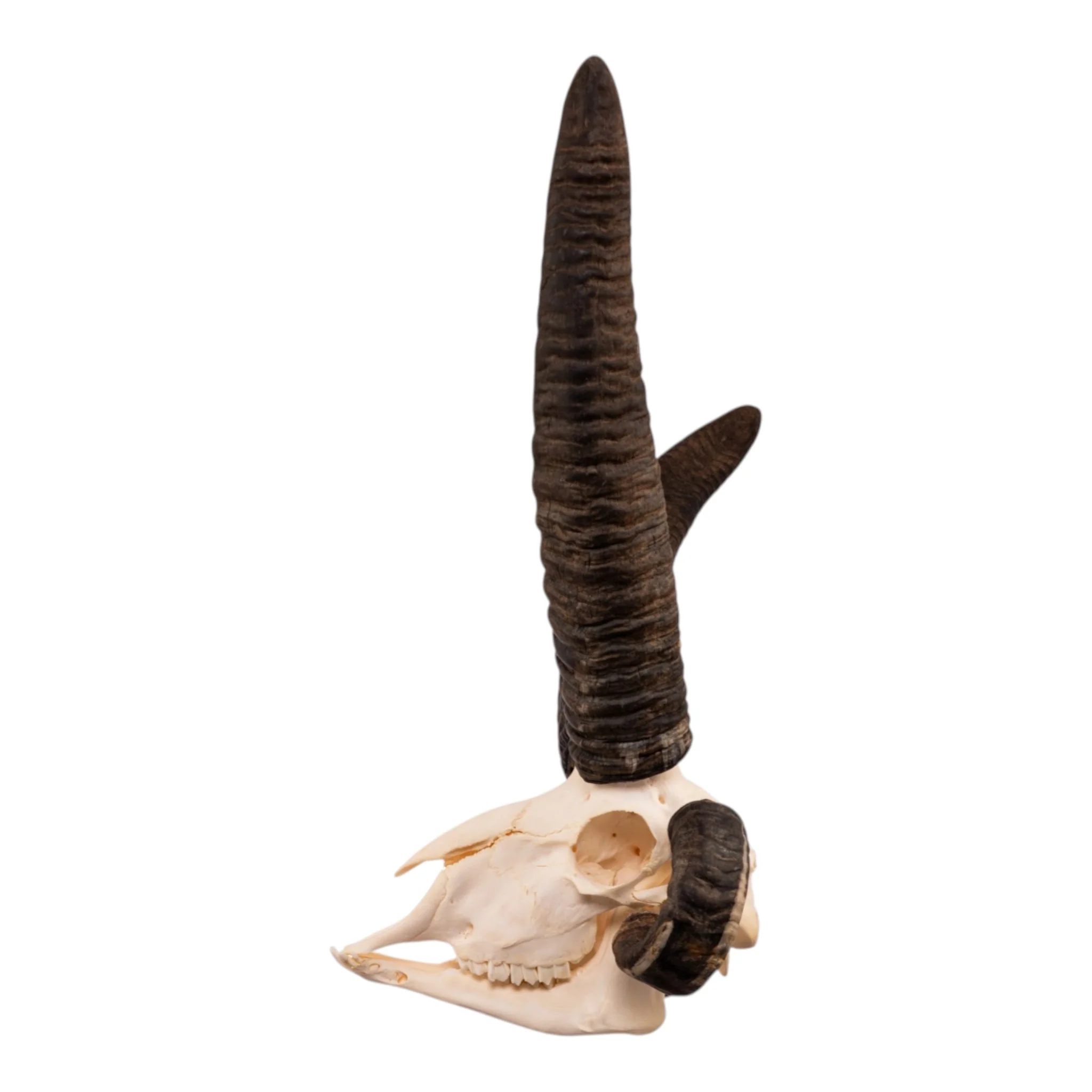 Real Four-horned Jacob Sheep Skull - Image 4