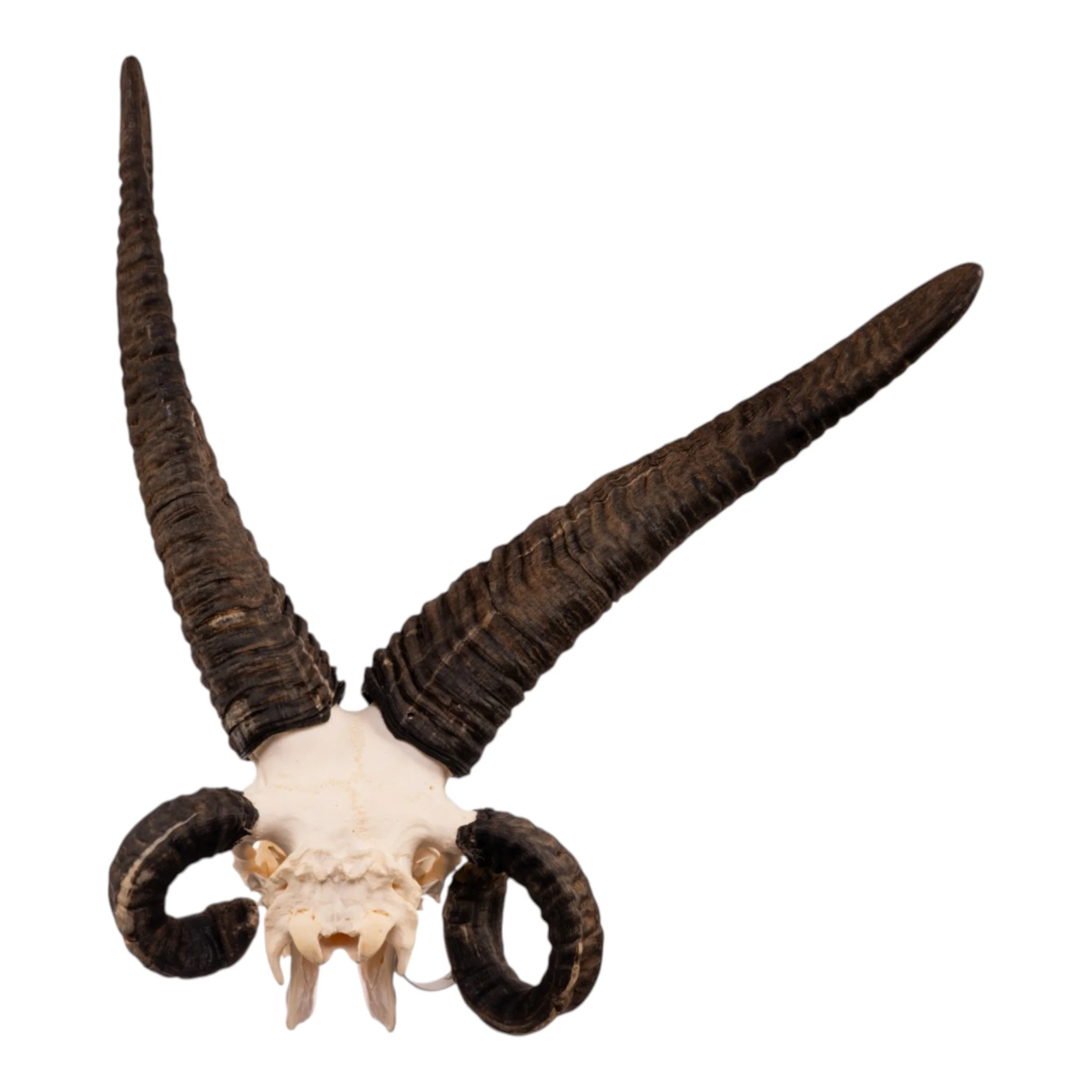 Real Four-horned Jacob Sheep Skull - Image 5