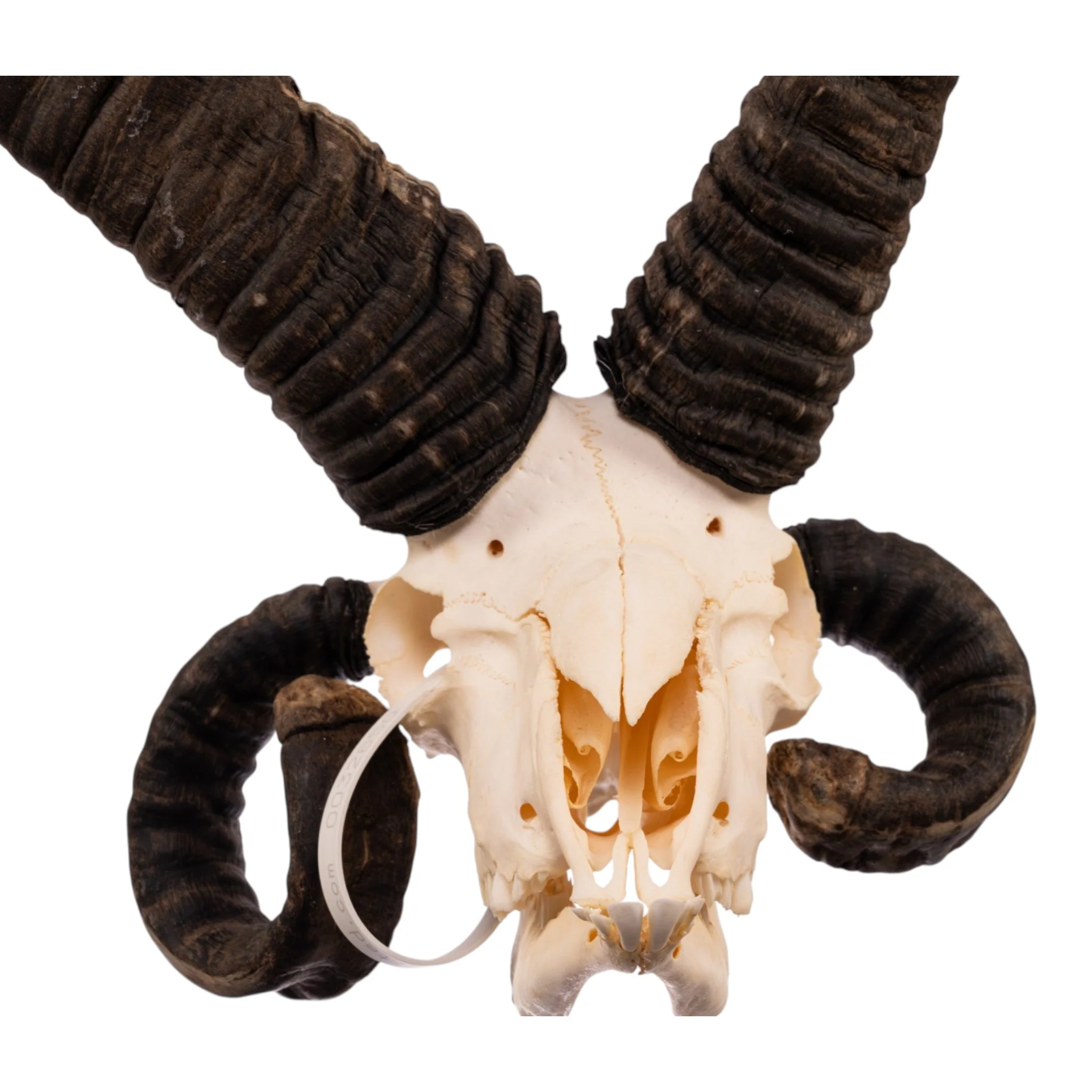 Real Four-horned Jacob Sheep Skull - Image 6