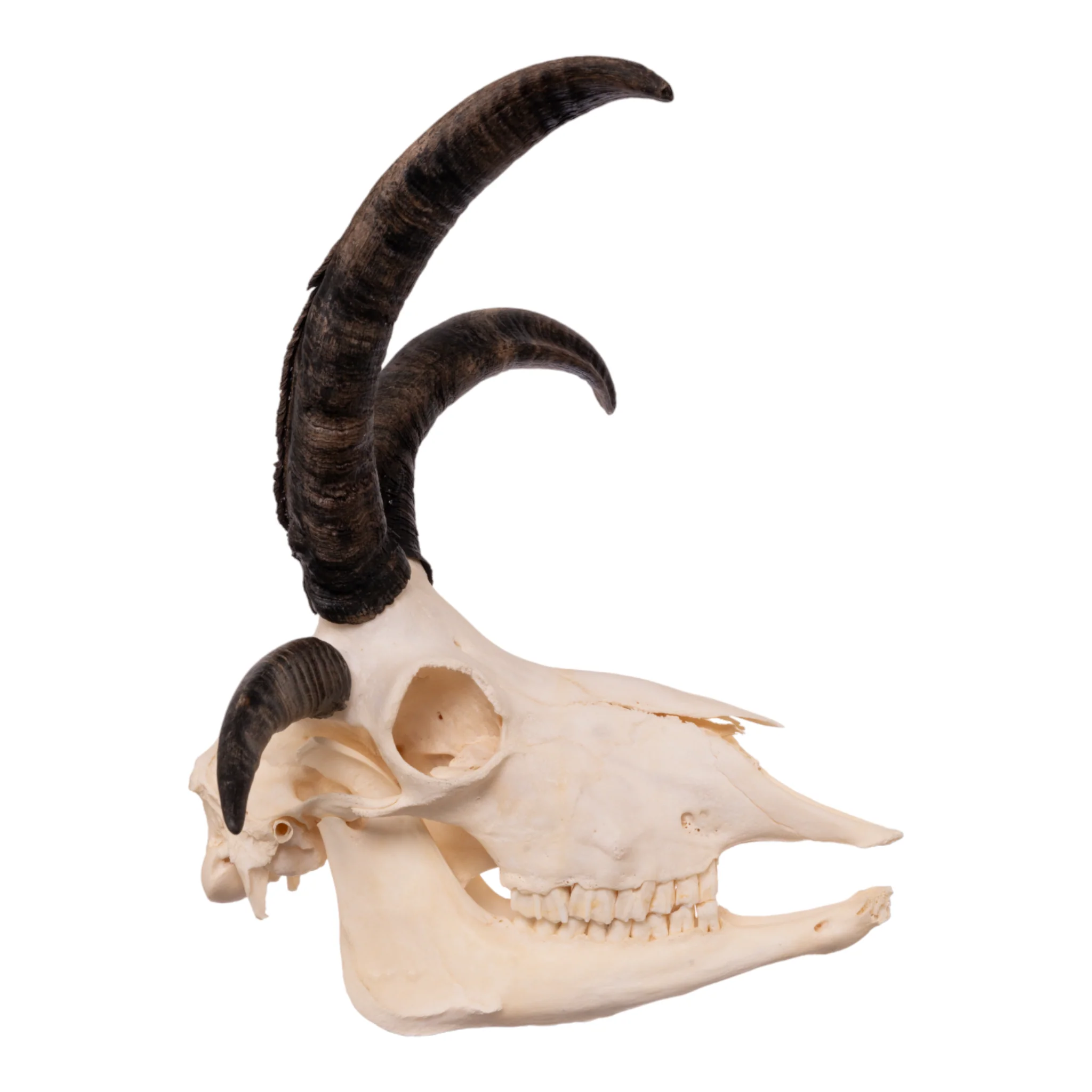 Real Four-horned Jacob Sheep Skull - Image 3