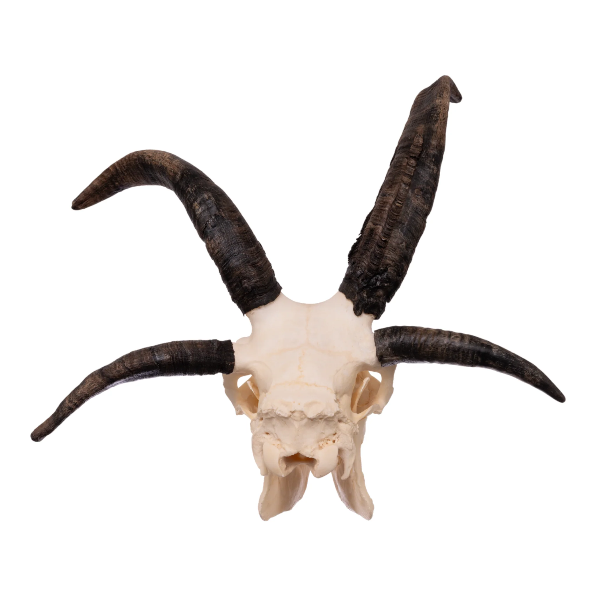 Real Four-horned Jacob Sheep Skull - Image 6