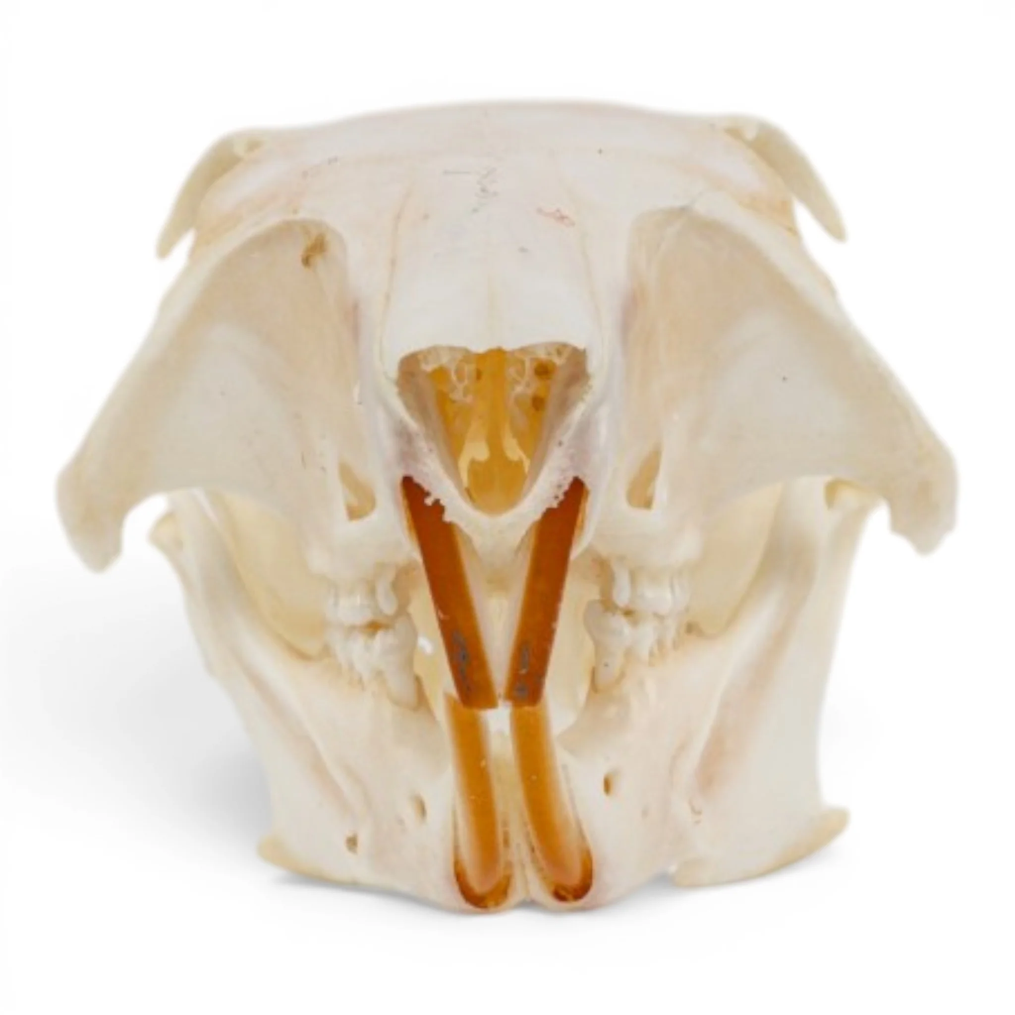 Real Fox Squirrel Skull - Image 3