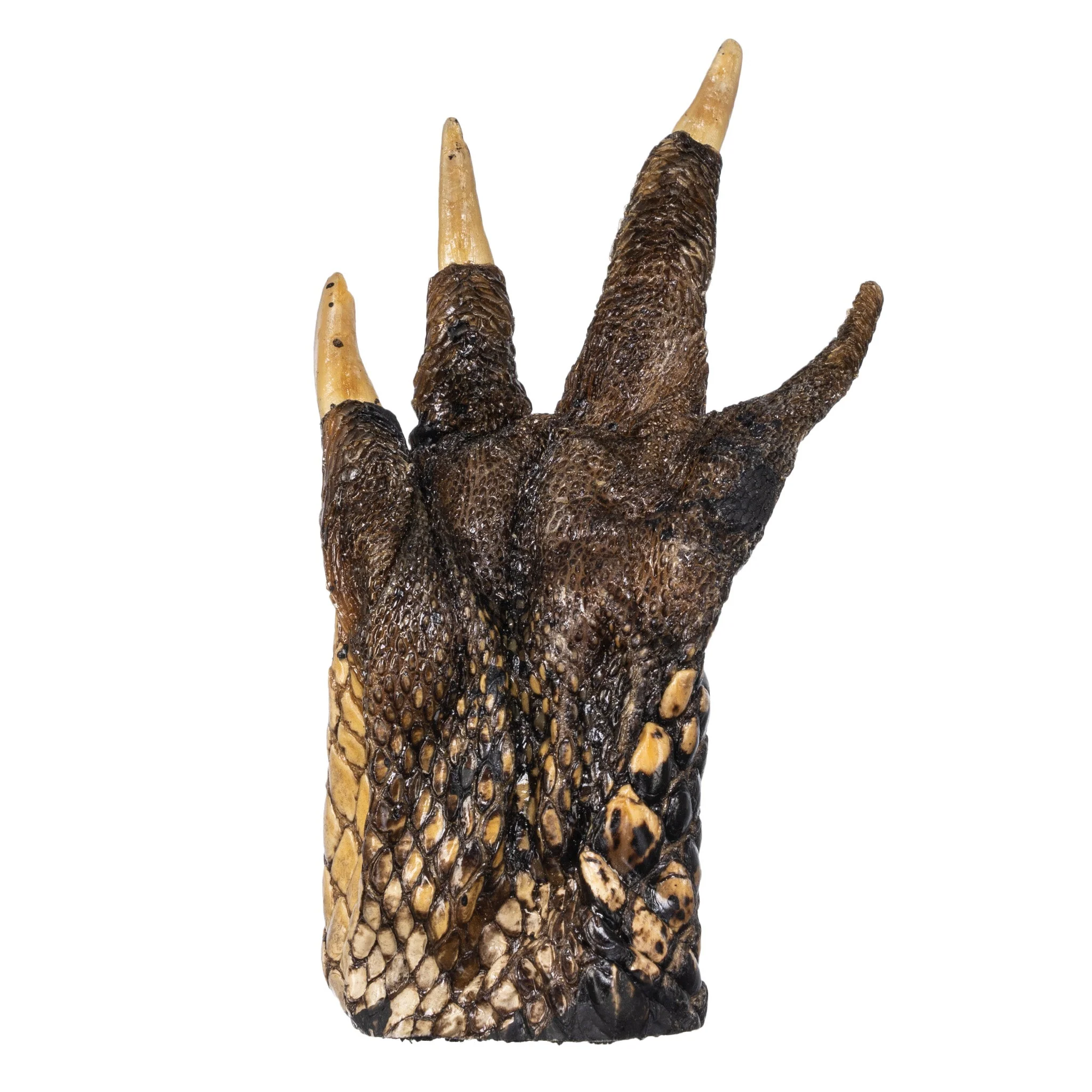 Real Freeze-dried Alligator Foot - Image 2
