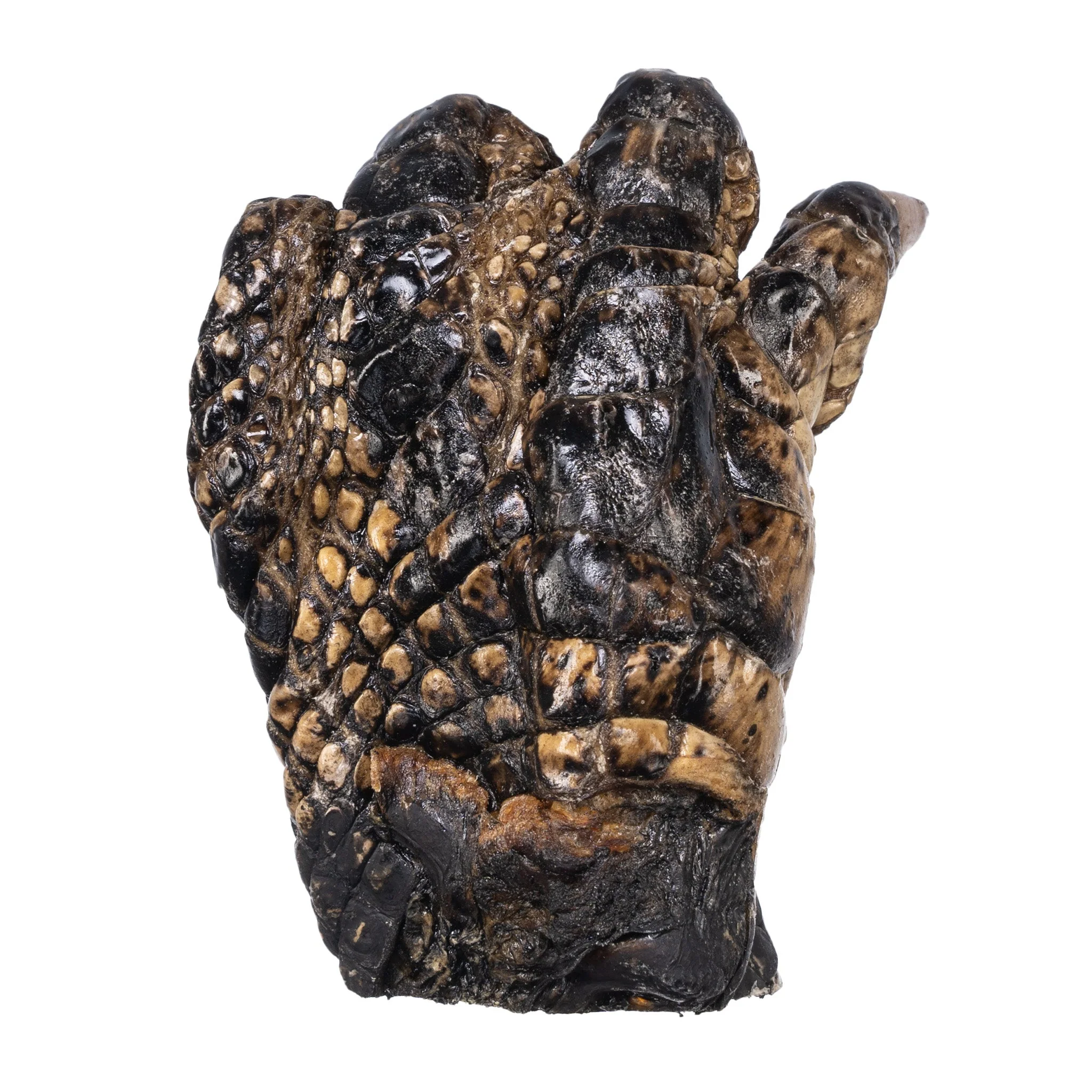 Real Freeze-dried Alligator Foot - Image 3