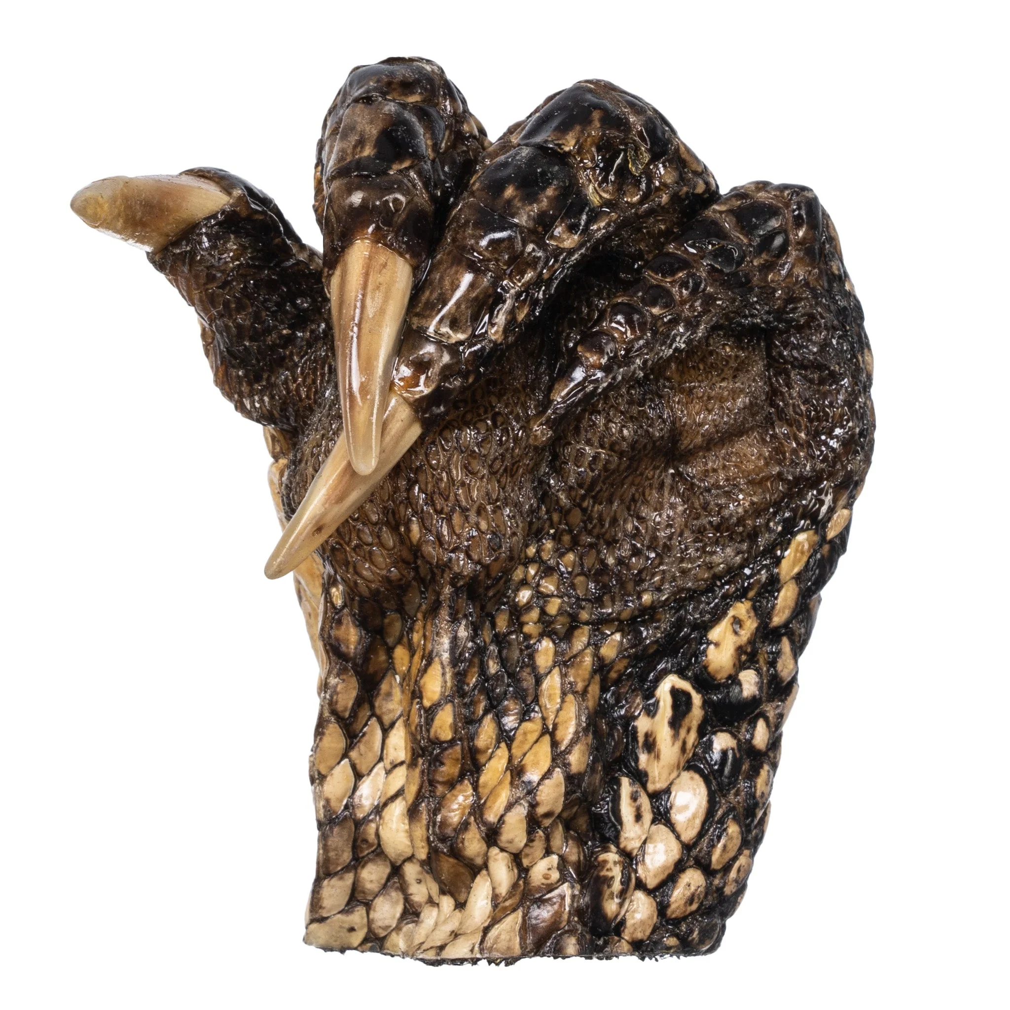 Real Freeze-dried Alligator Foot - Image 4