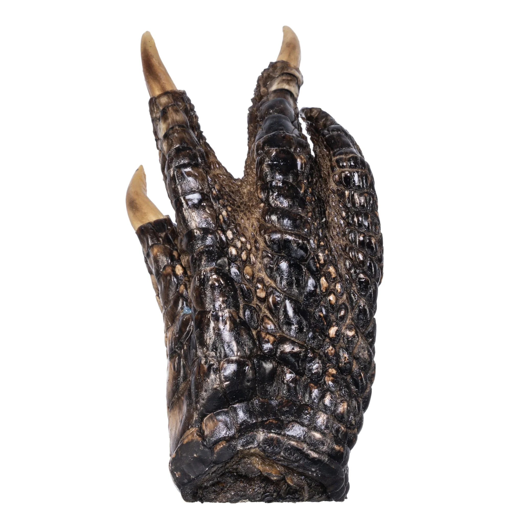 Real Freeze-dried Alligator Foot - Image 5