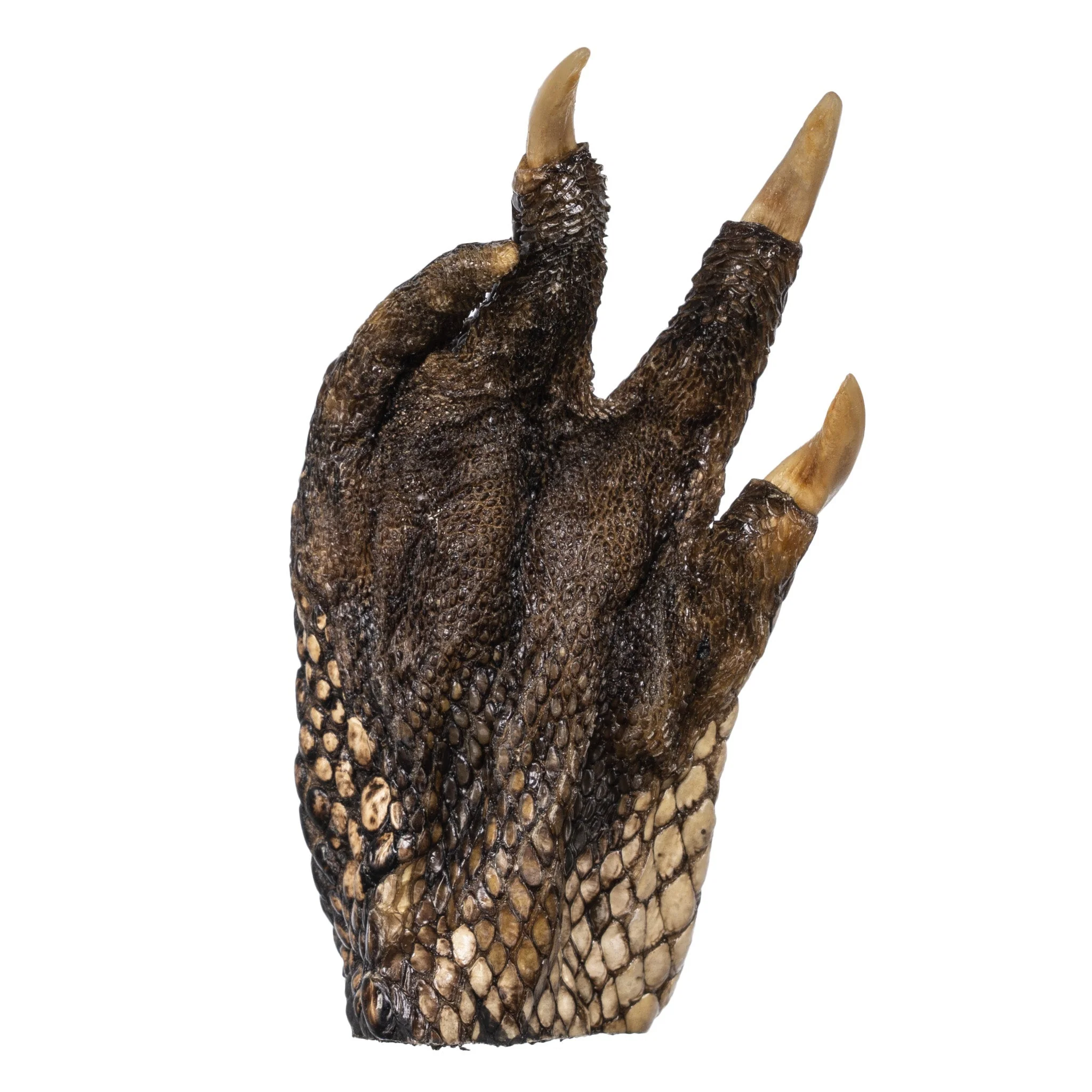 Real Freeze-dried Alligator Foot - Image 6