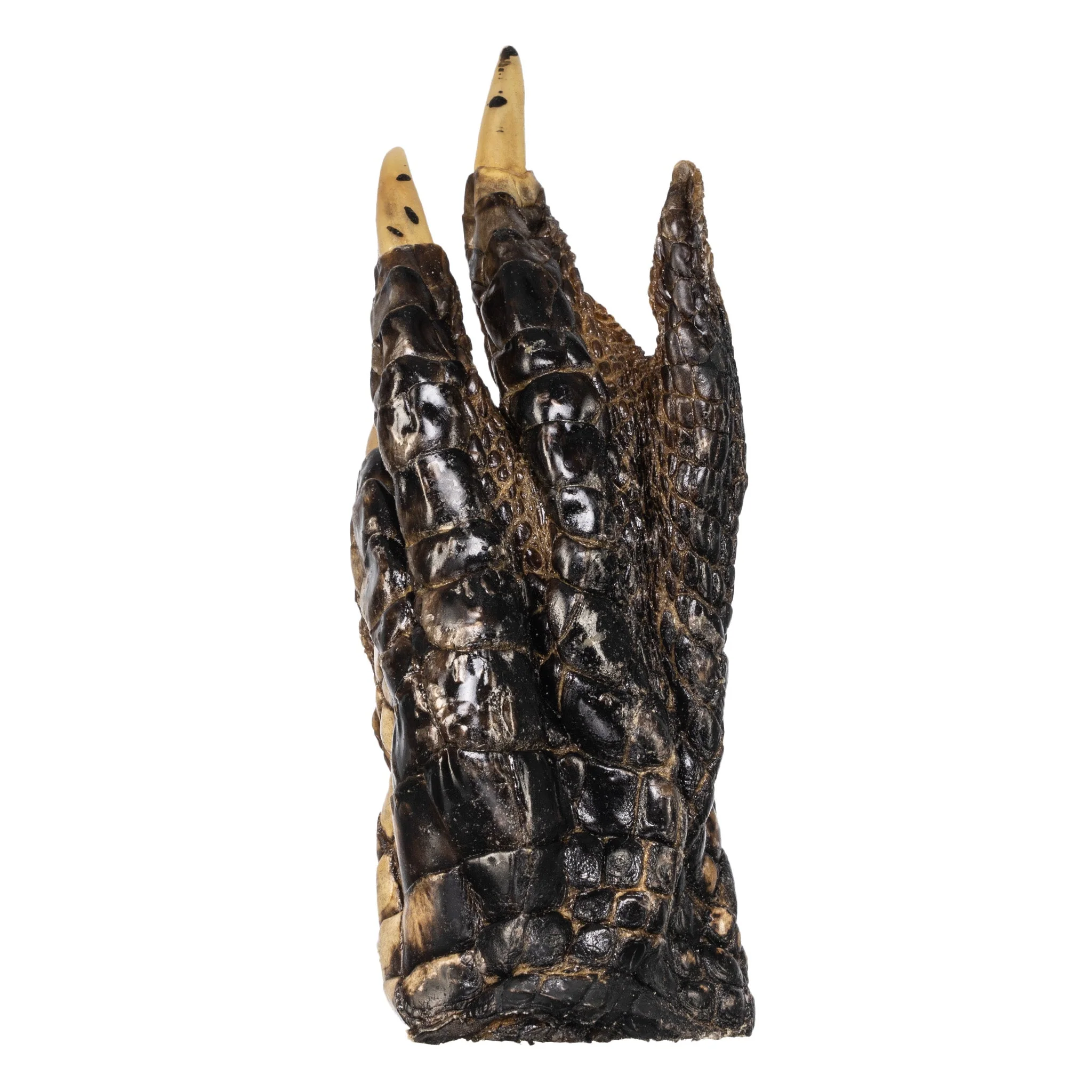 Real Freeze-dried Alligator Foot - Image 7