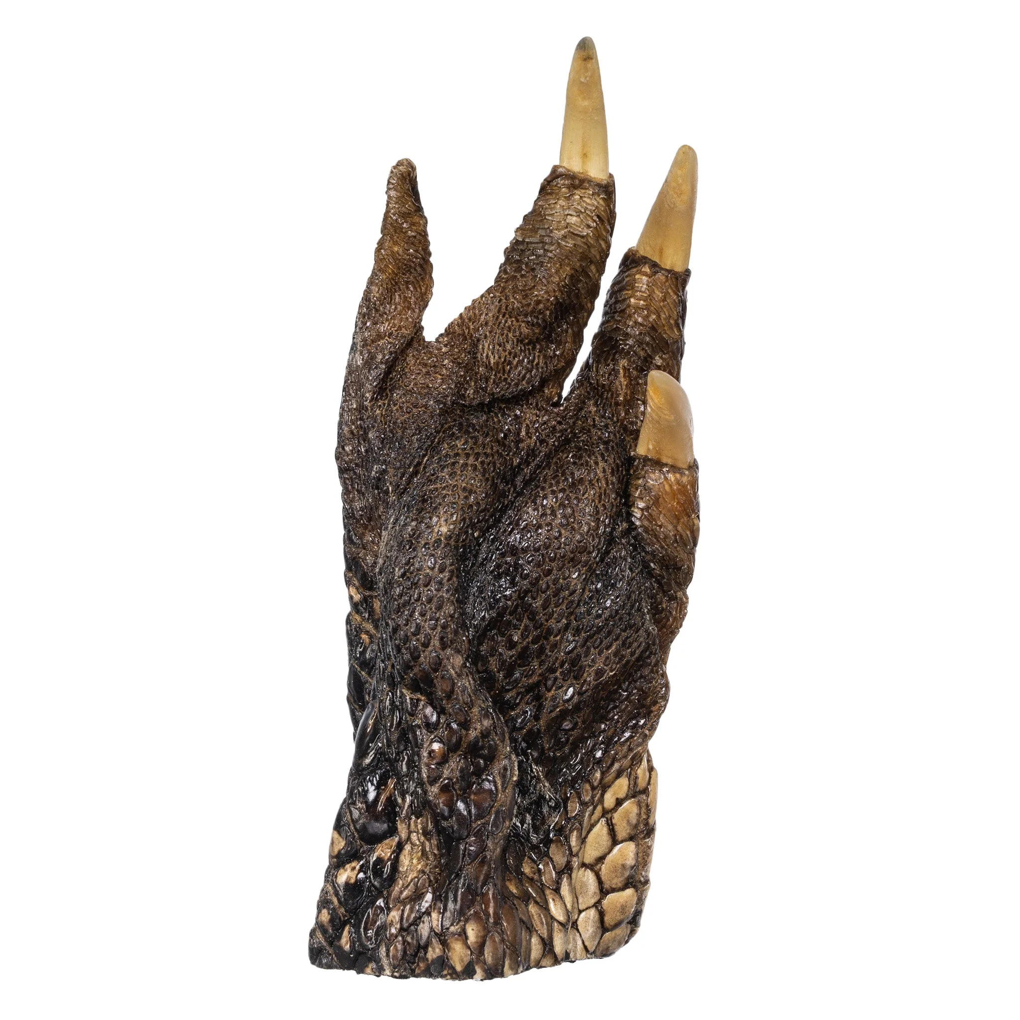 Real Freeze-dried Alligator Foot - Image 8