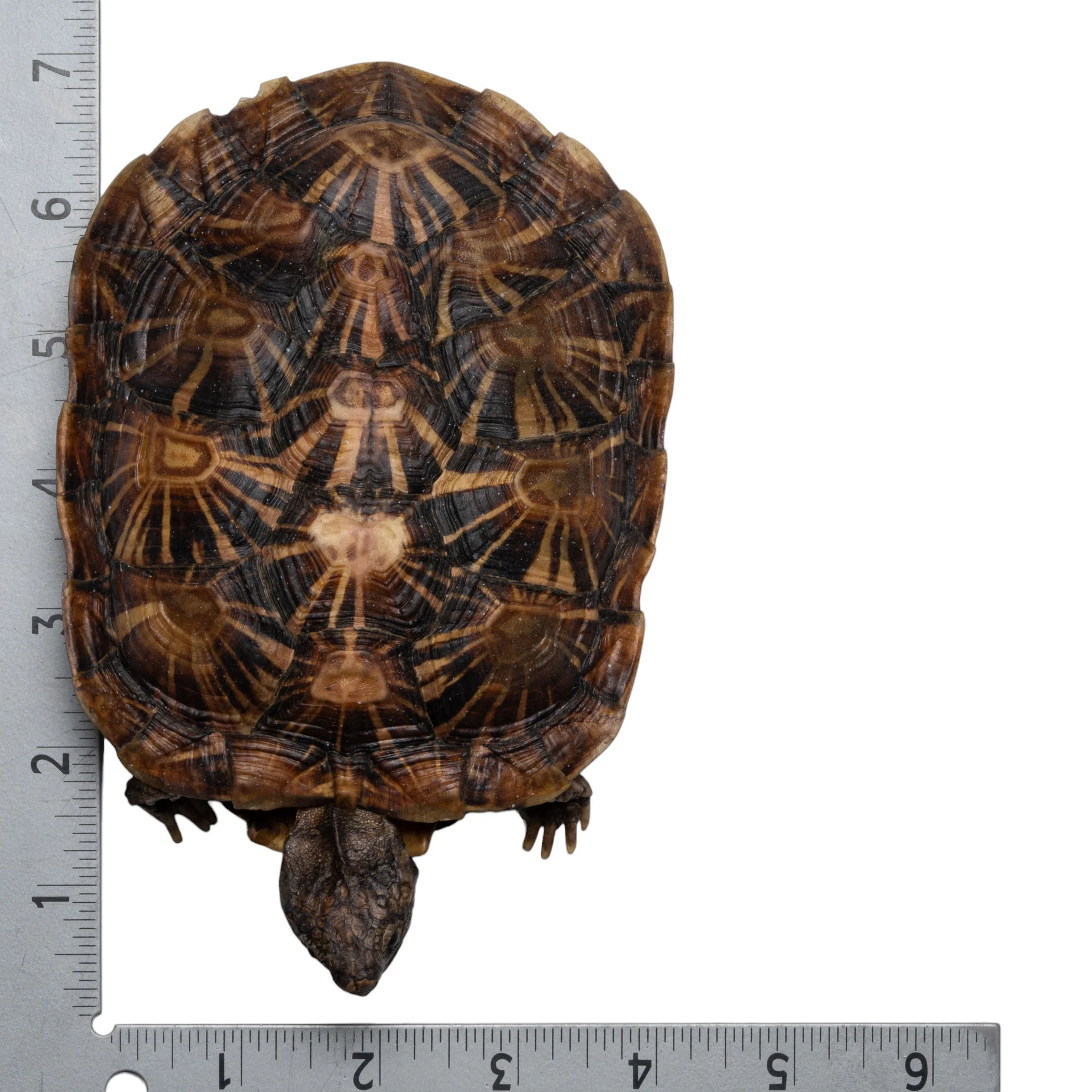 Real Freeze-dried Pancake Tortoise - Image 2