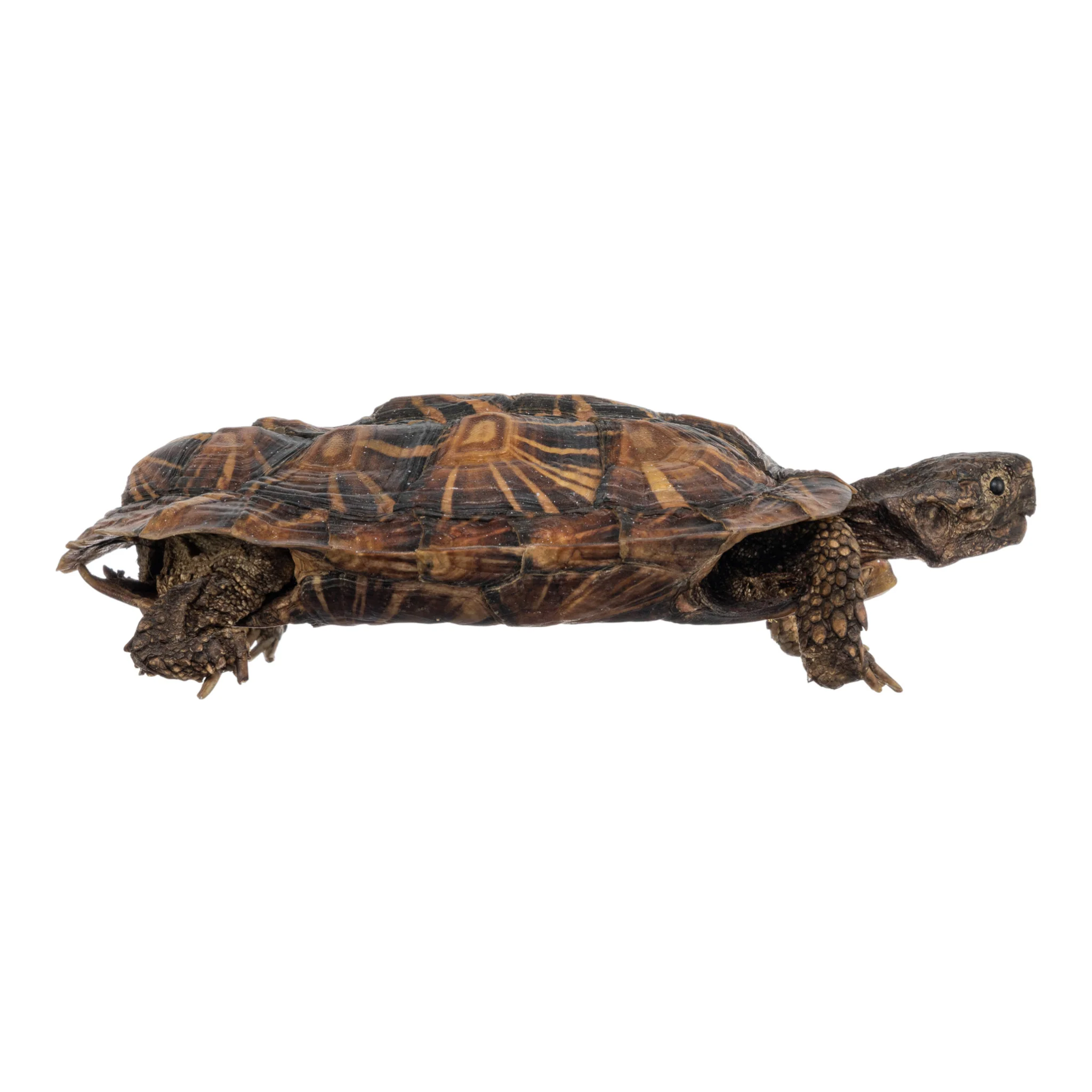 Real Freeze-dried Pancake Tortoise - Image 3