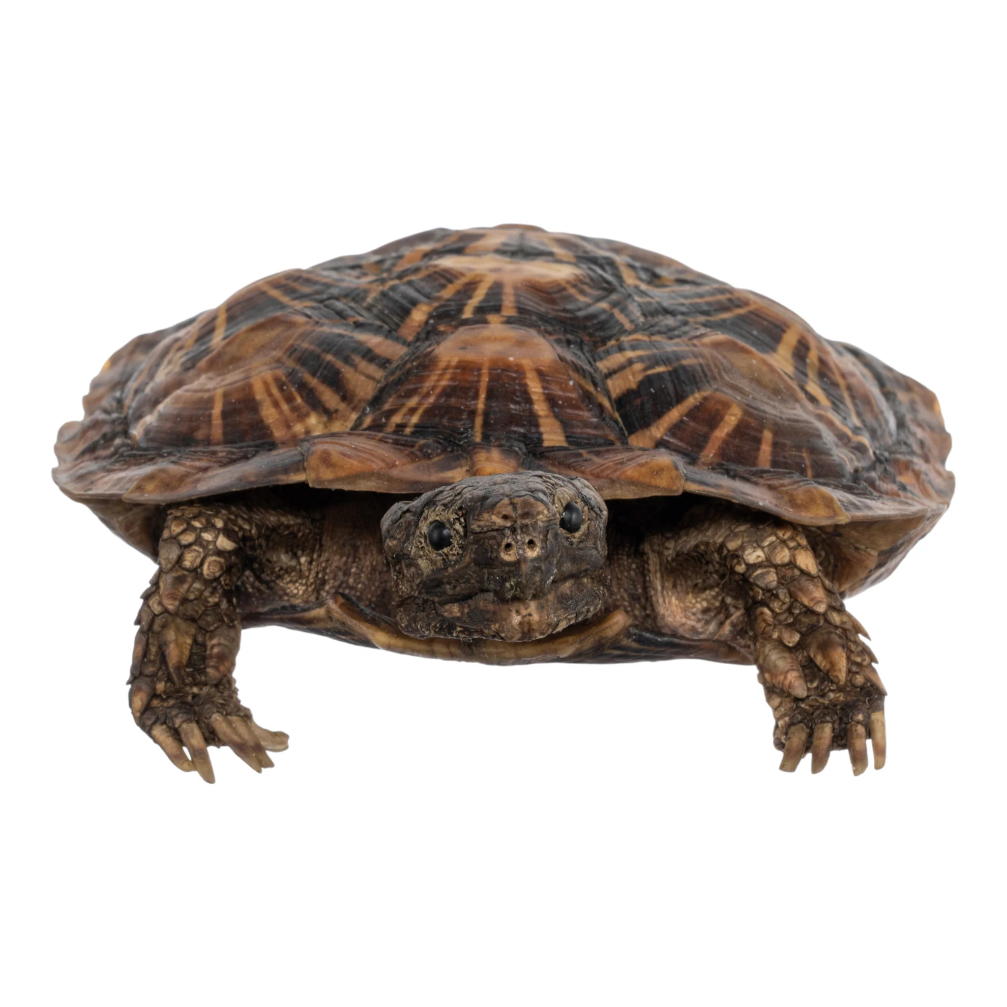 Real Freeze-dried Pancake Tortoise - Image 4