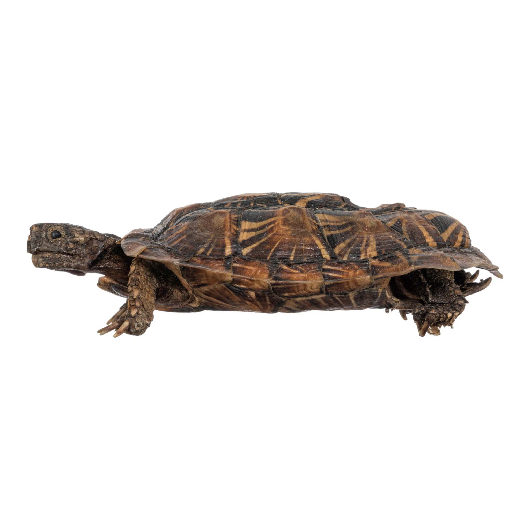 Real Freeze-dried Pancake Tortoise - Image 5