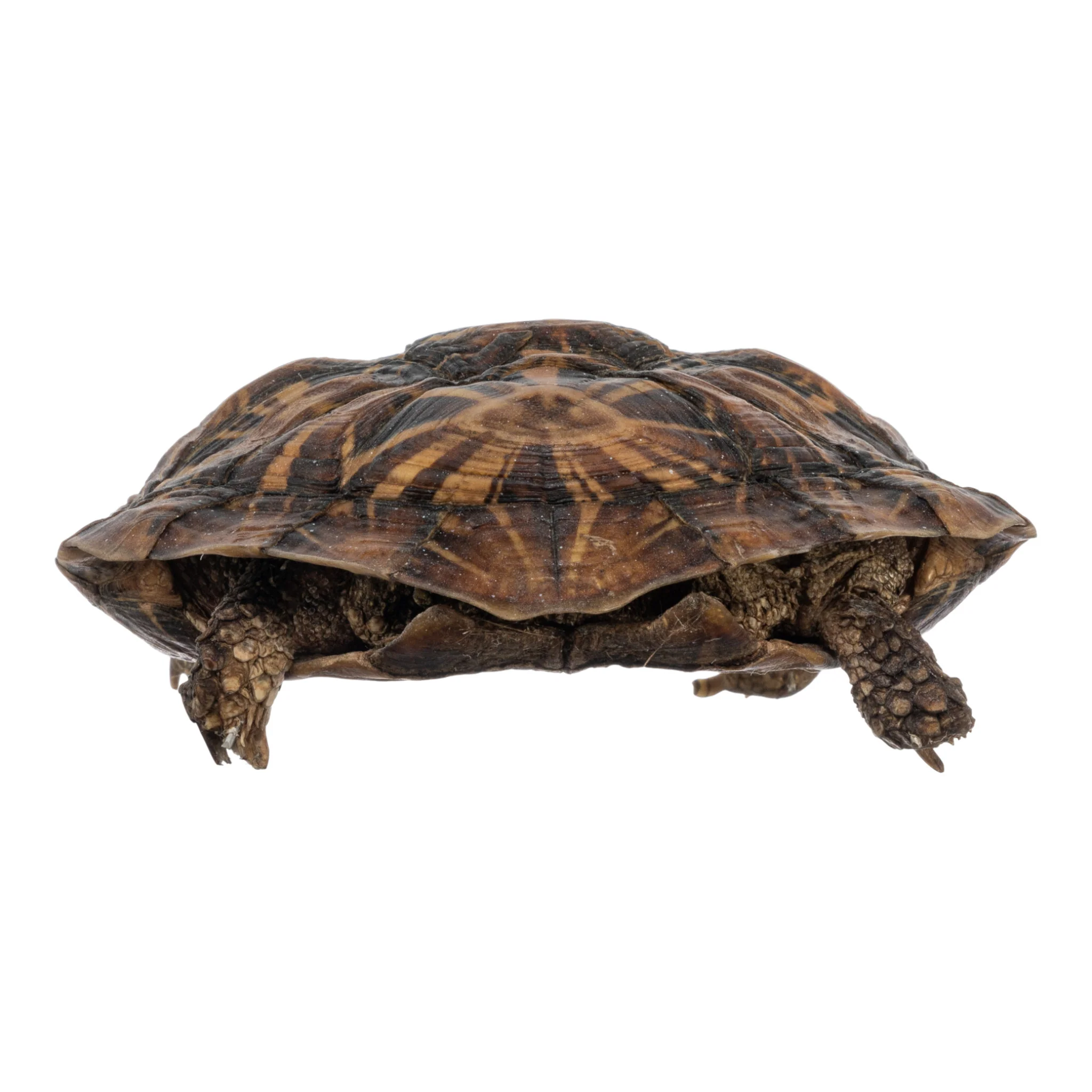 Real Freeze-dried Pancake Tortoise - Image 6